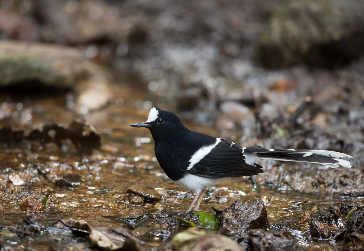 White crowned Forktail