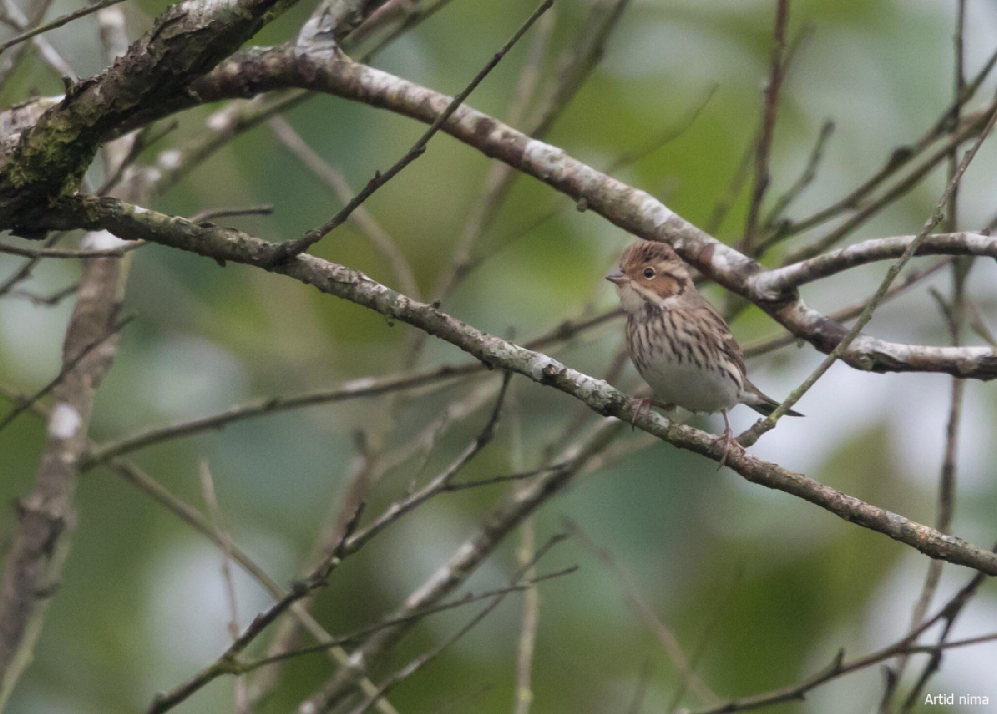 Local Lineated Barbet