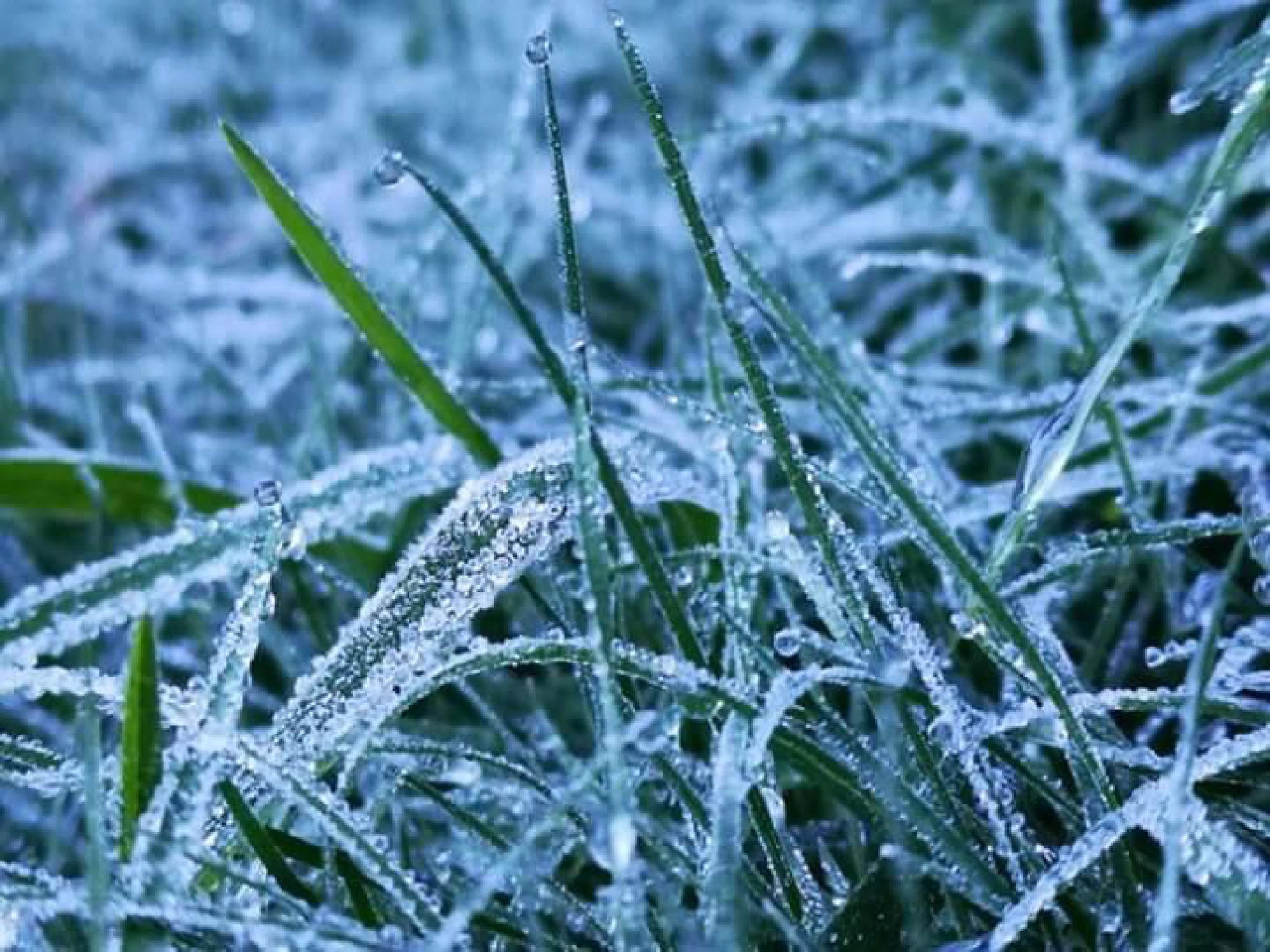 First frost of the year appears on Doi Inthanon, Chiang Mai