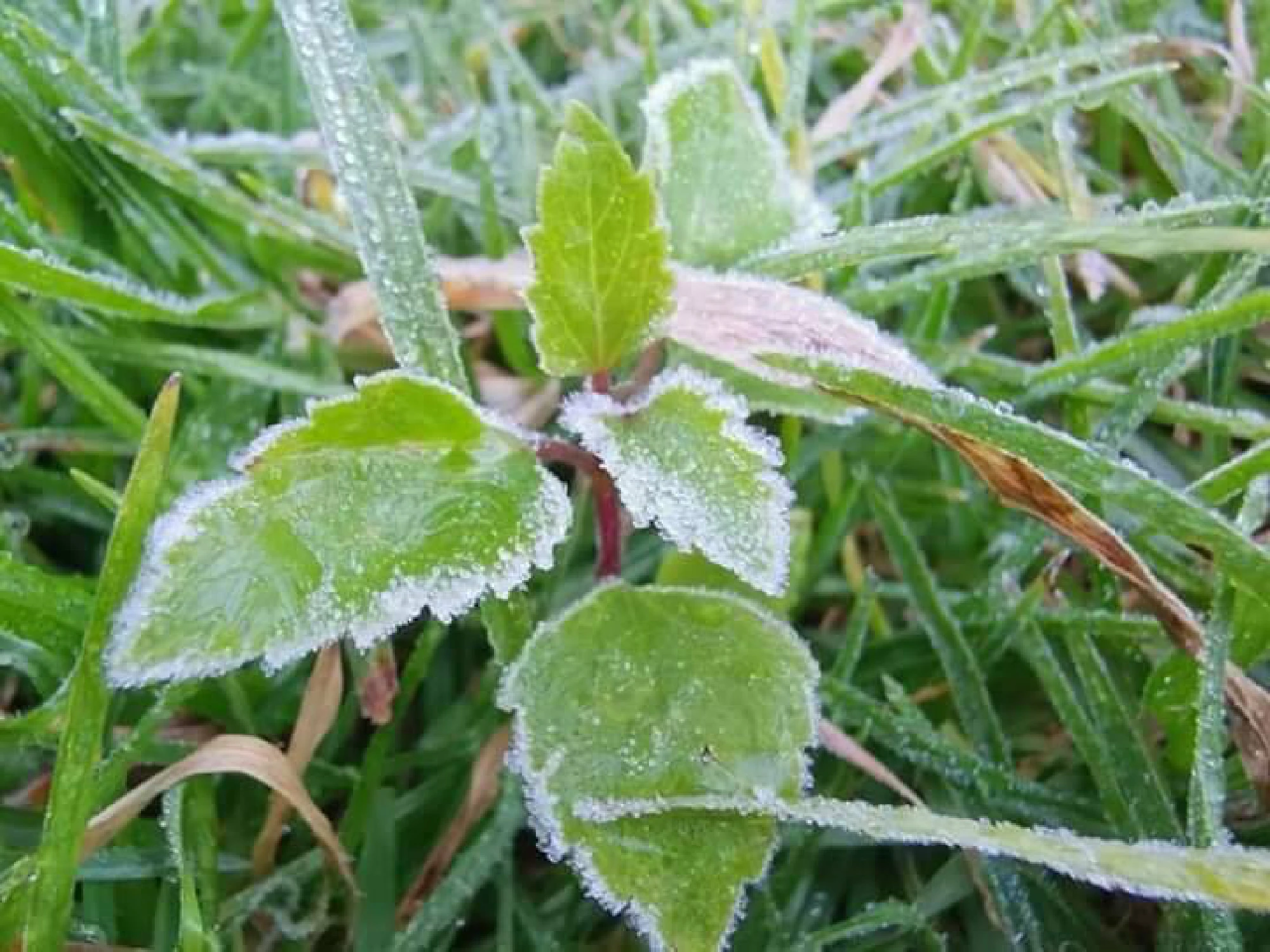 First frost of the year appears on Doi Inthanon, Chiang Mai