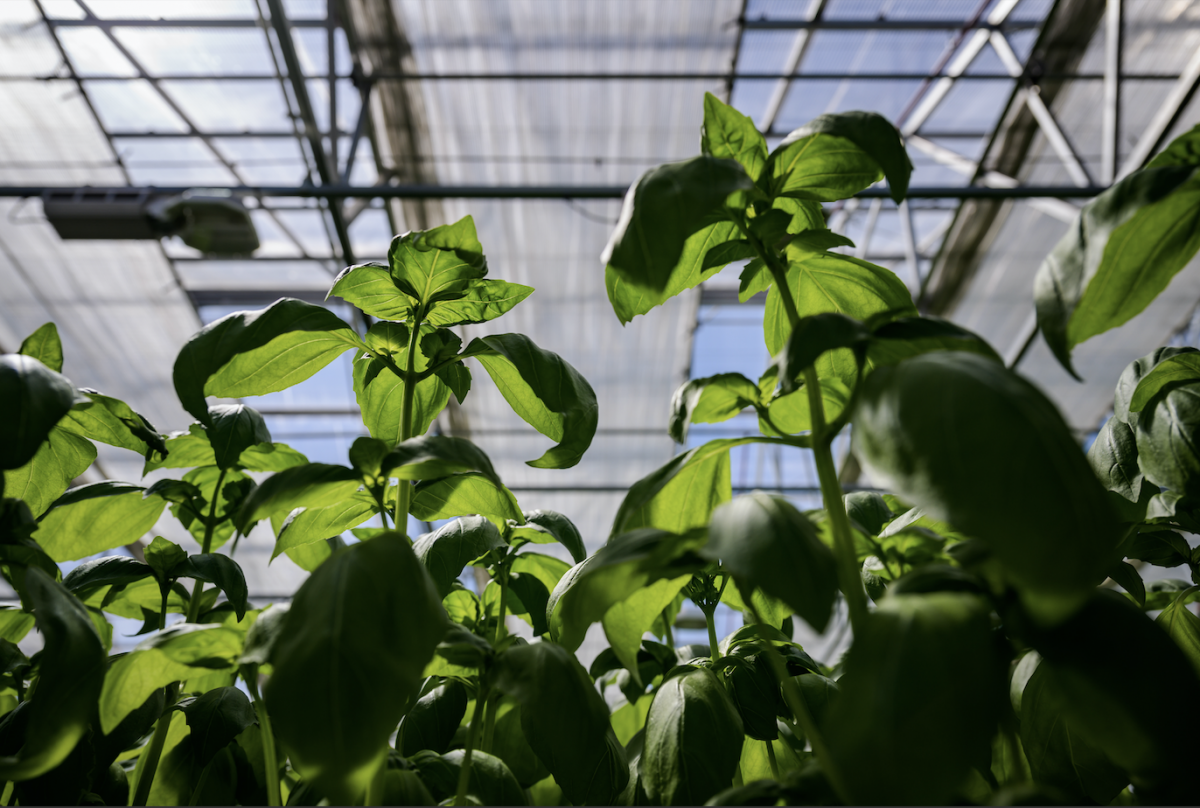 Basil is seen inside Gotham Greens facility in Hollis, N.Y. CREDIT: Washington Post photo by Salwan Georges