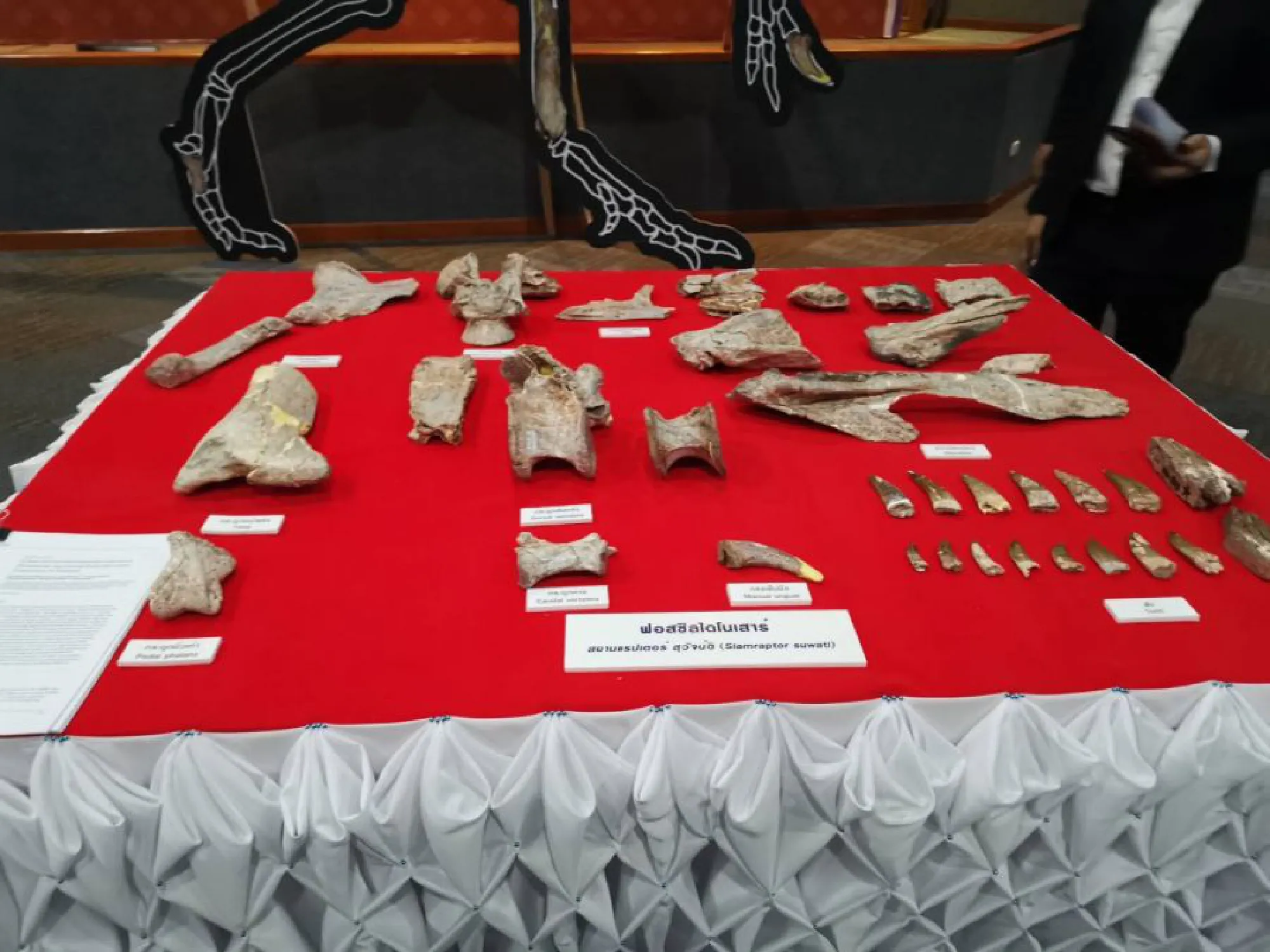 Fossils of 12th dinosaur species found in Nakhon Ratchasima
