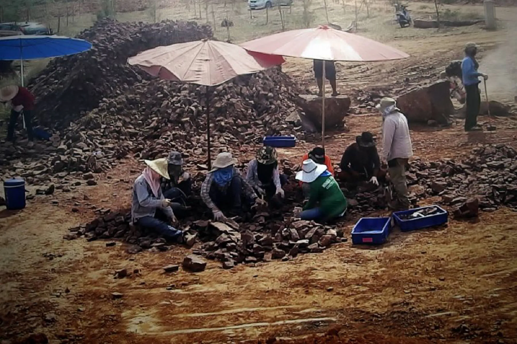 Fossils of 12th dinosaur species found in Nakhon Ratchasima