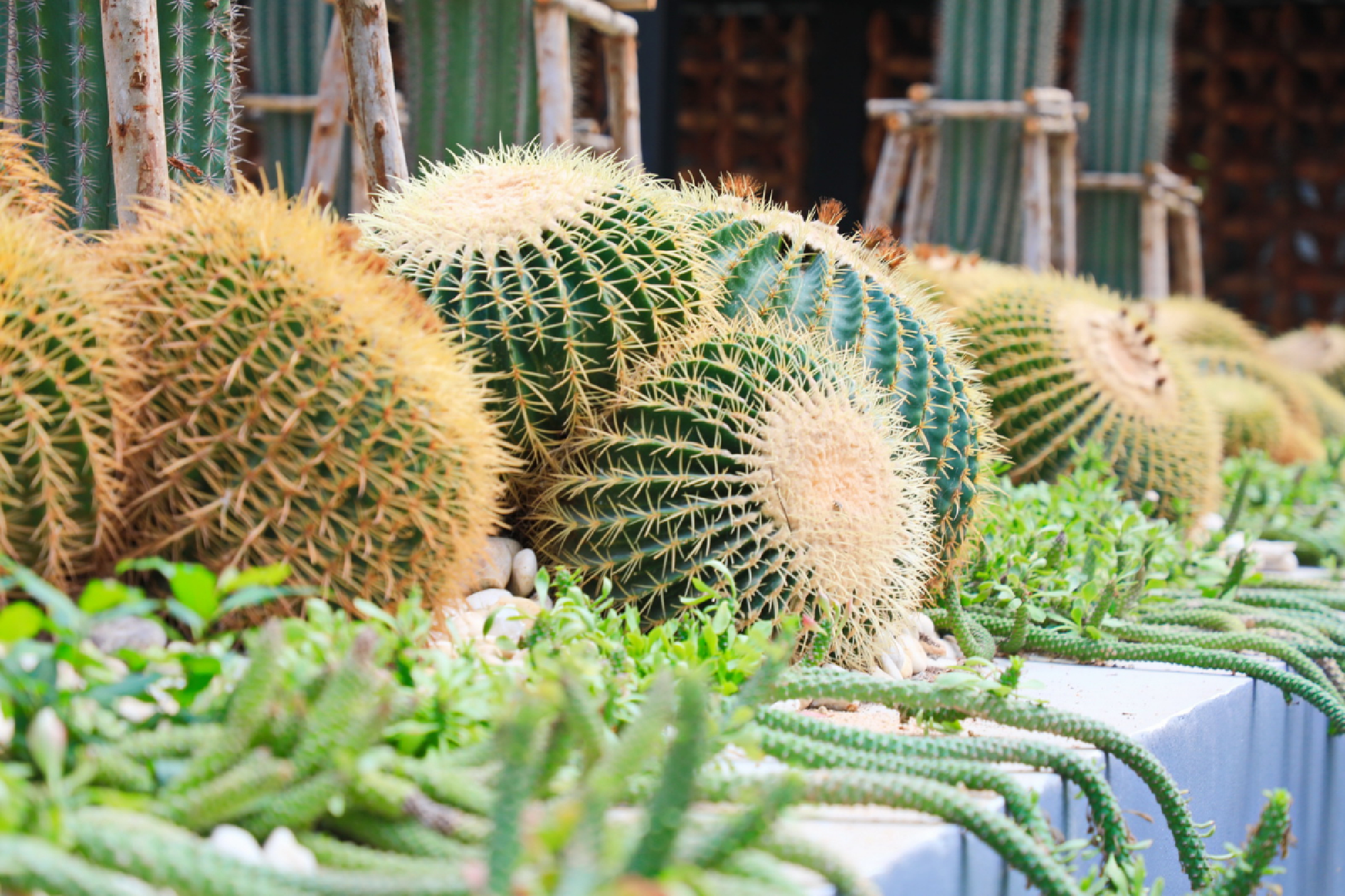 Nong Nooch Tropical Garden offers free admission, but only to some