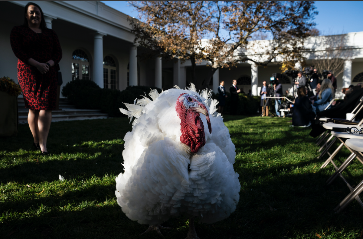 Butter sits on the lawn of the Rose Garden waiting to be pardoned. MUST CREDIT: Washington Post photo by Jabin Botsford Photo by: Jabin Botsford — The Washington Post