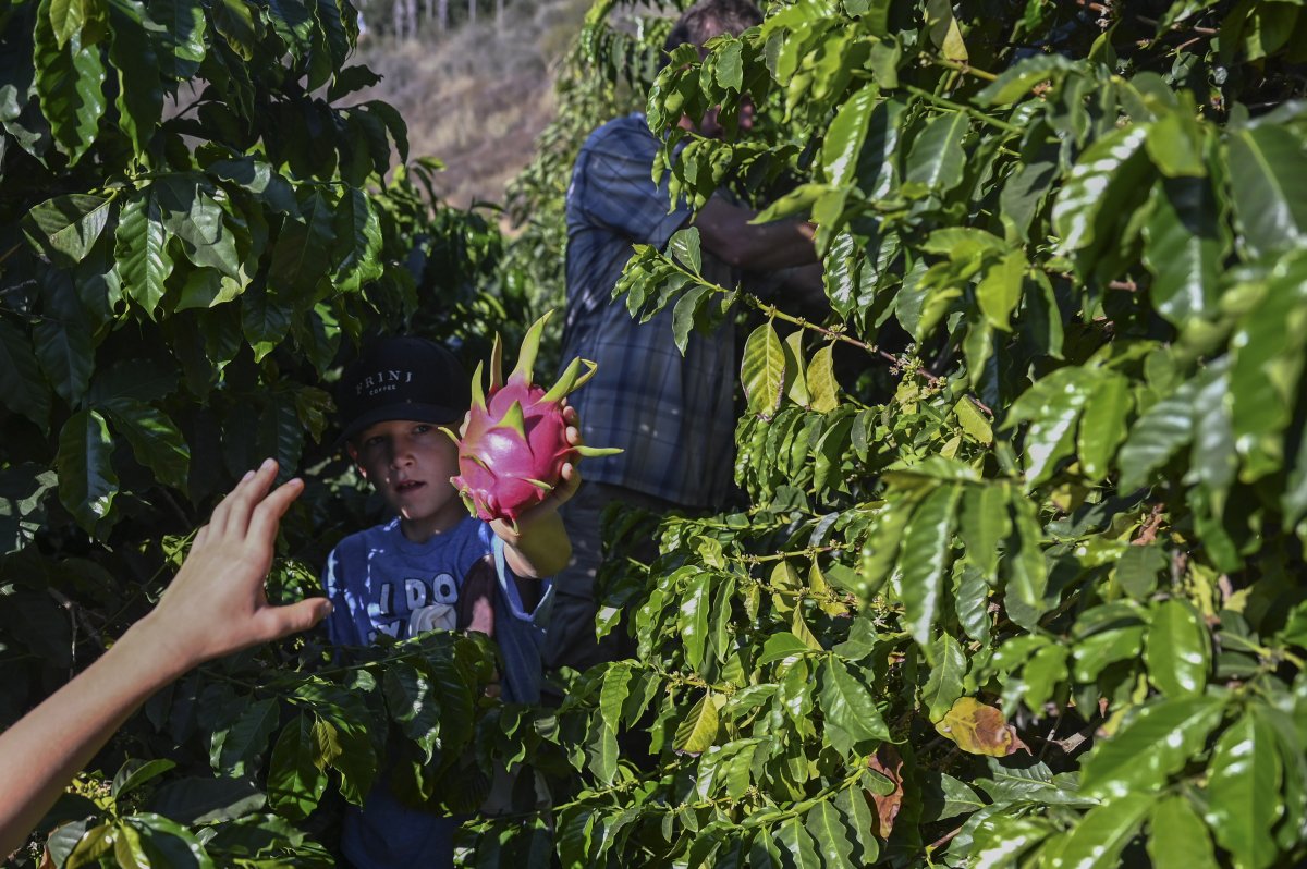 Jay Ruskey has winnowed his avocado orchard and turned to planting more exotic fruits on his farm, including the dragon fruit shown here. MUST CREDIT: Washington Post photo by Michael Robinson Chavez