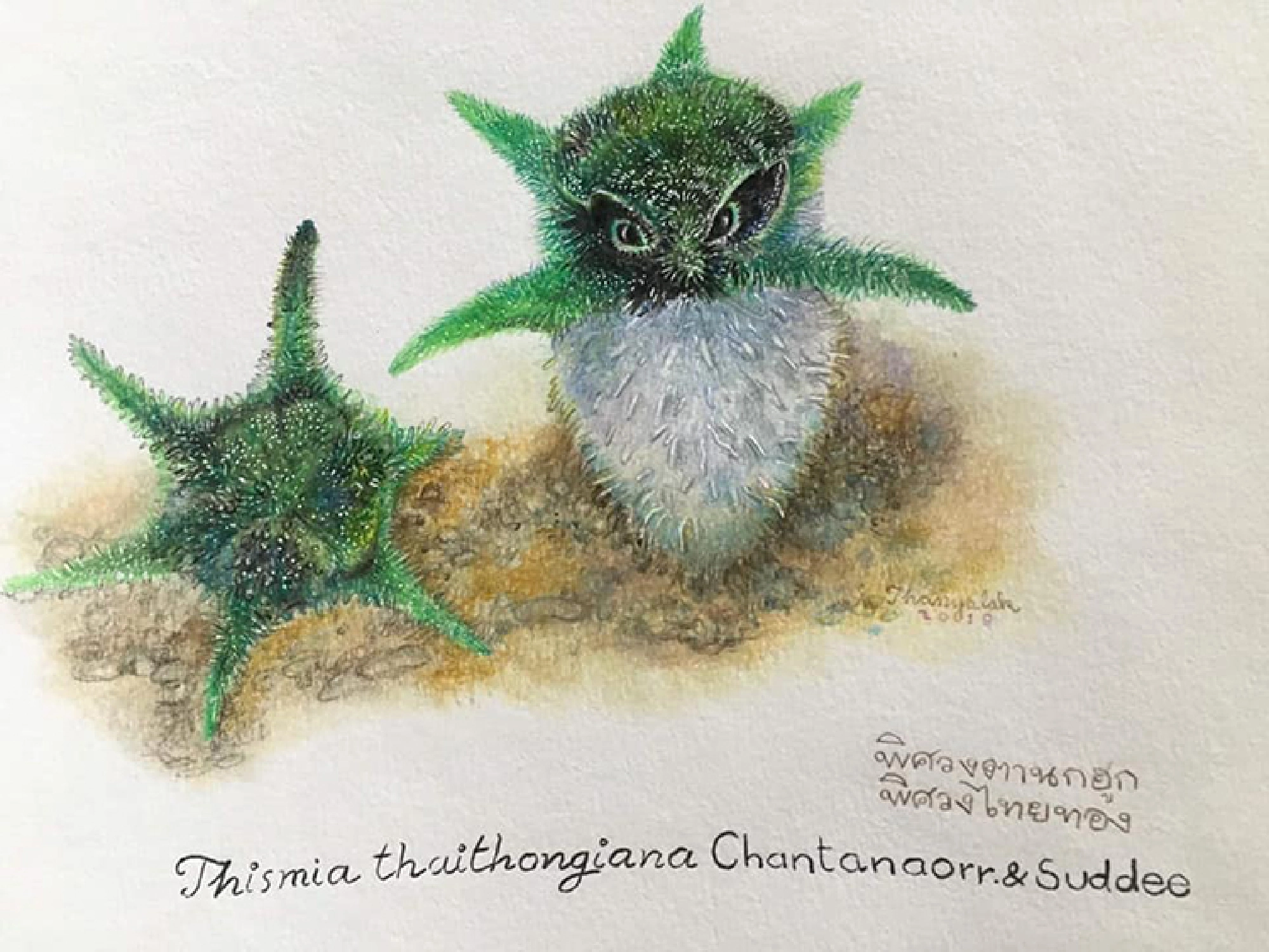 Picture Credit: Thanyalak Soonthornmat, Teacher at Roong-Aroon School