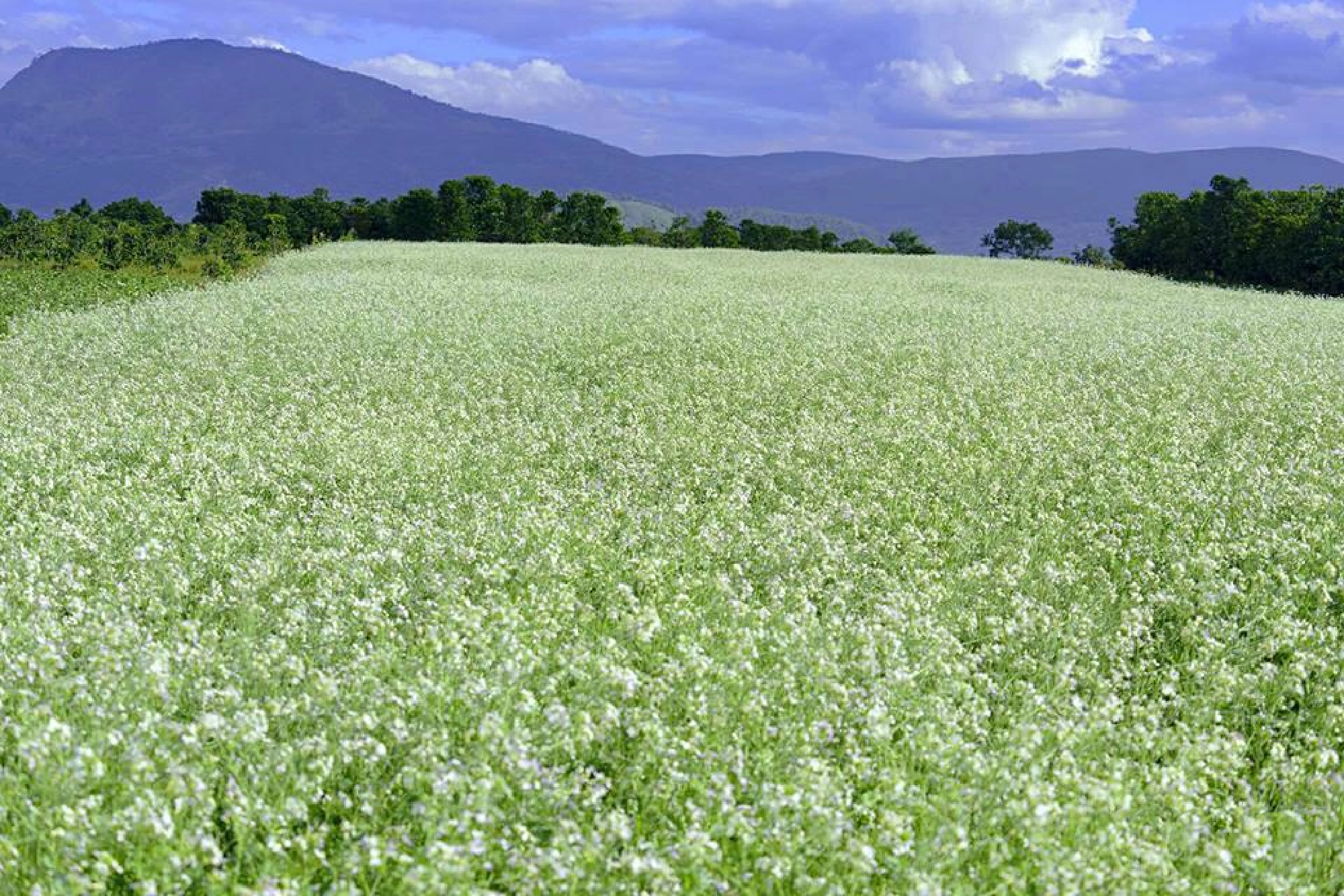Moc Chau has a stunning beauty with all-mountain slopes covered with white colza flowers and other beautiful flowers.