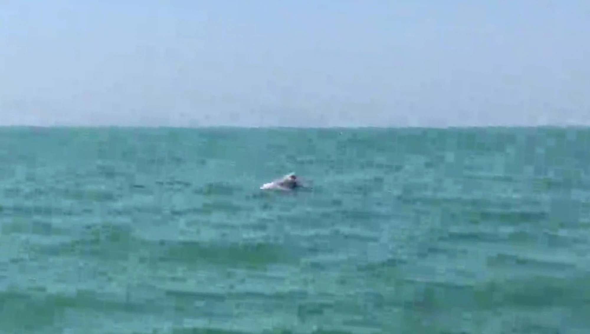 Albino bottlenose dolphins delight surprised tourists