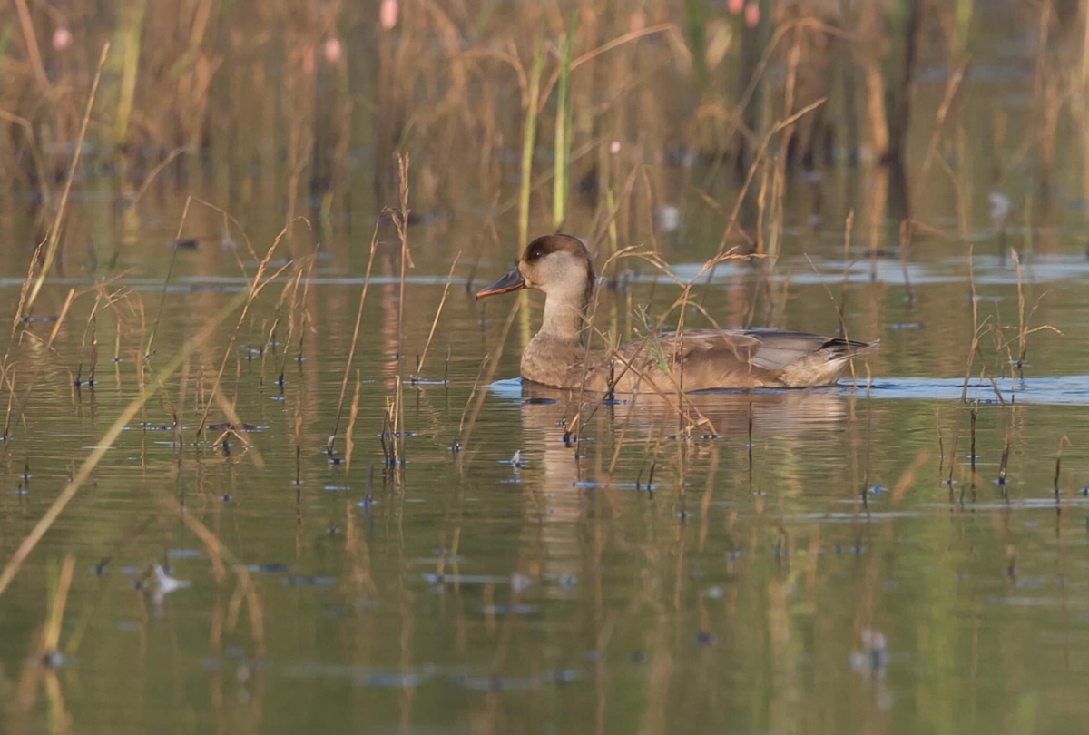 Red crested Pochard