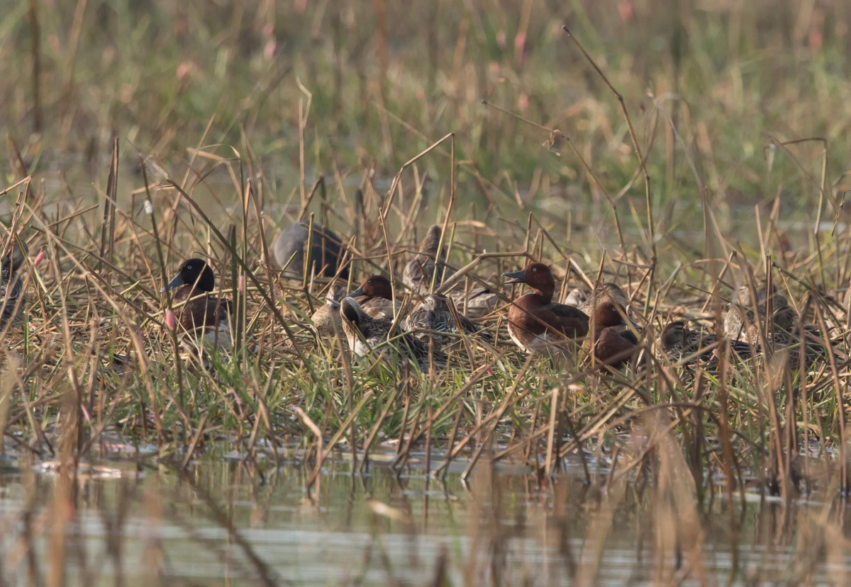Ferruginous Pochard