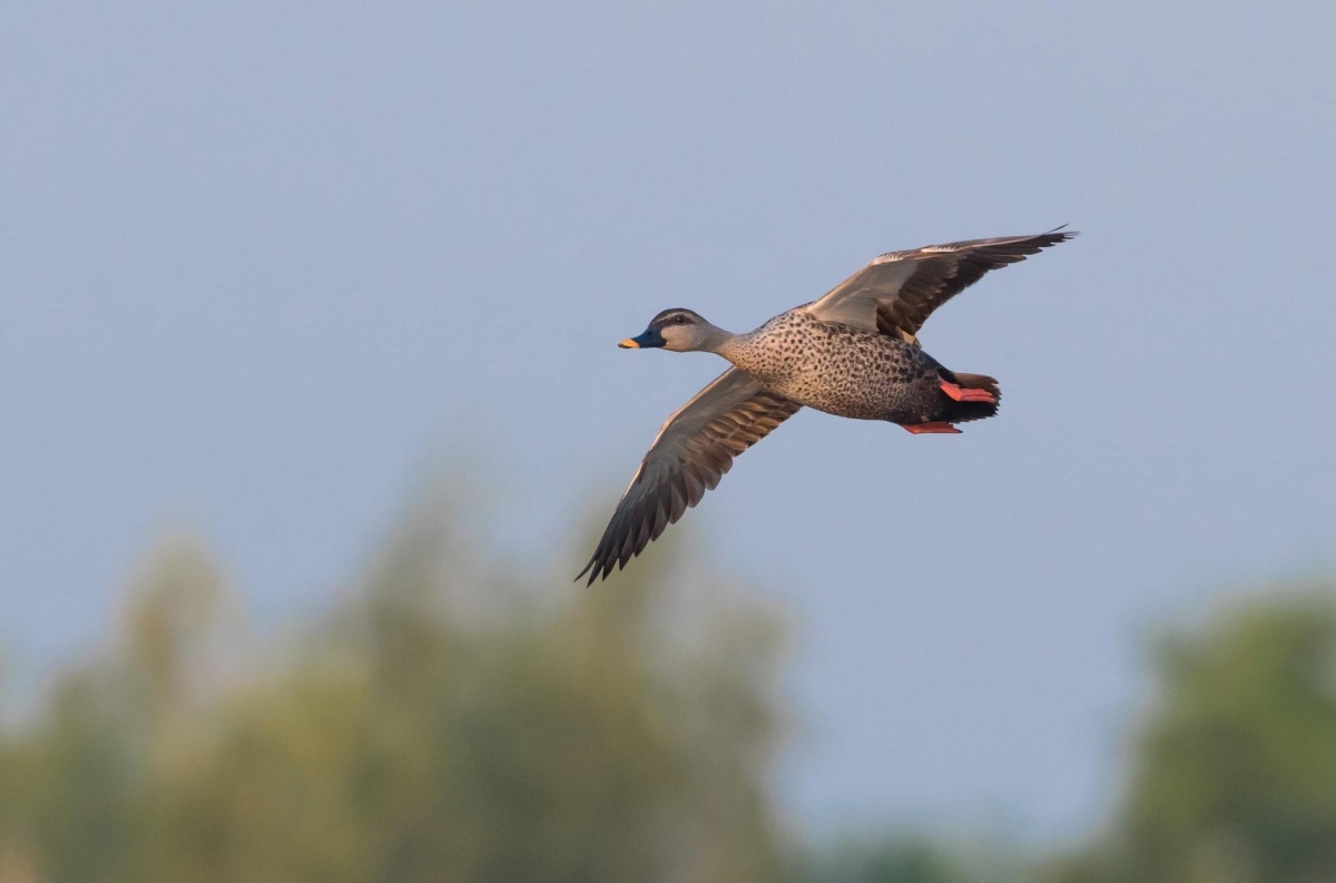 lndian Spot billed Duck