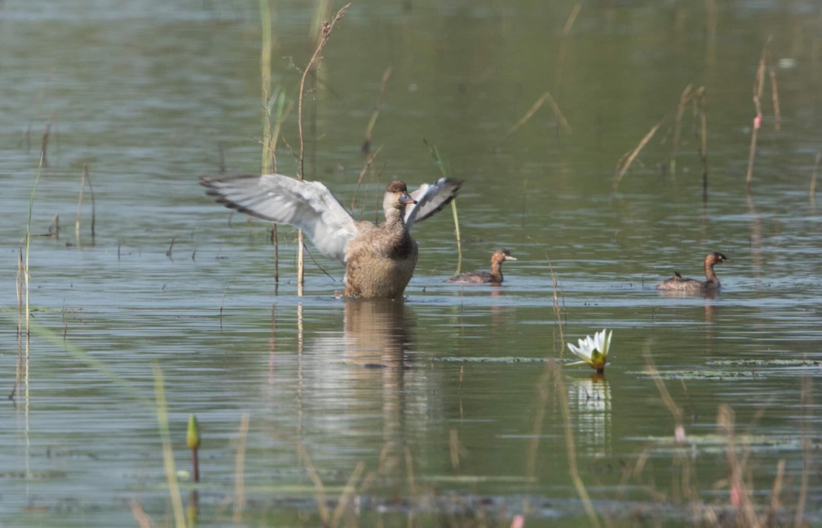 Red crested Pochard