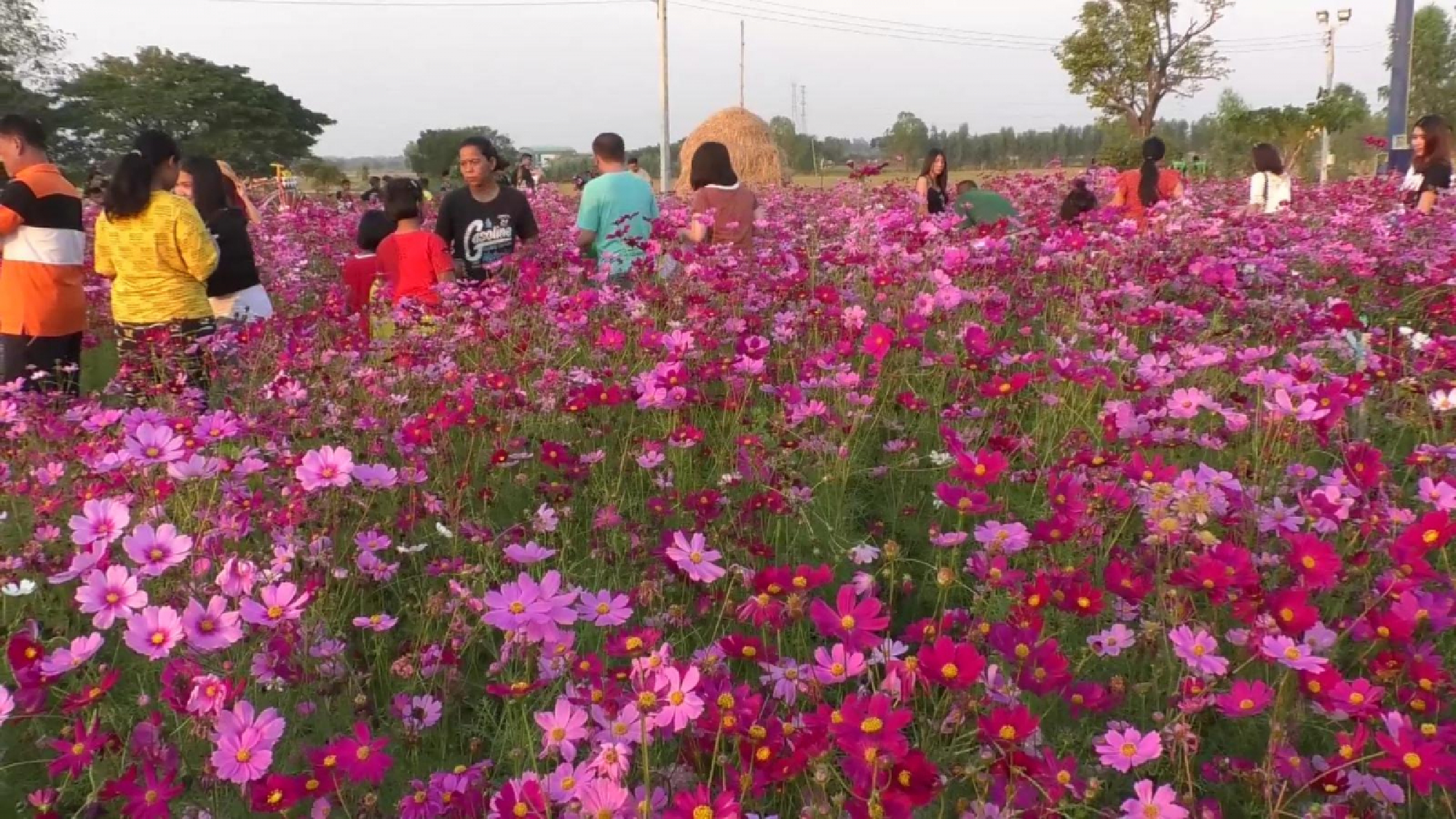 Cosmos flowers draw tourists to Chai Nat