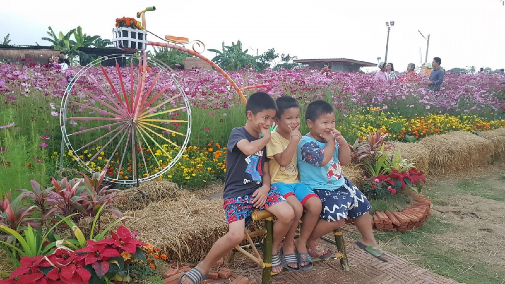 Cosmos flowers draw tourists to Chai Nat