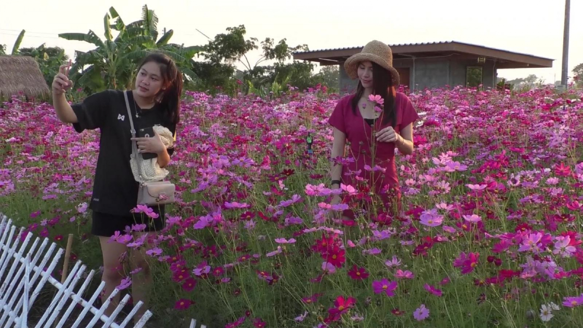 Cosmos flowers draw tourists to Chai Nat