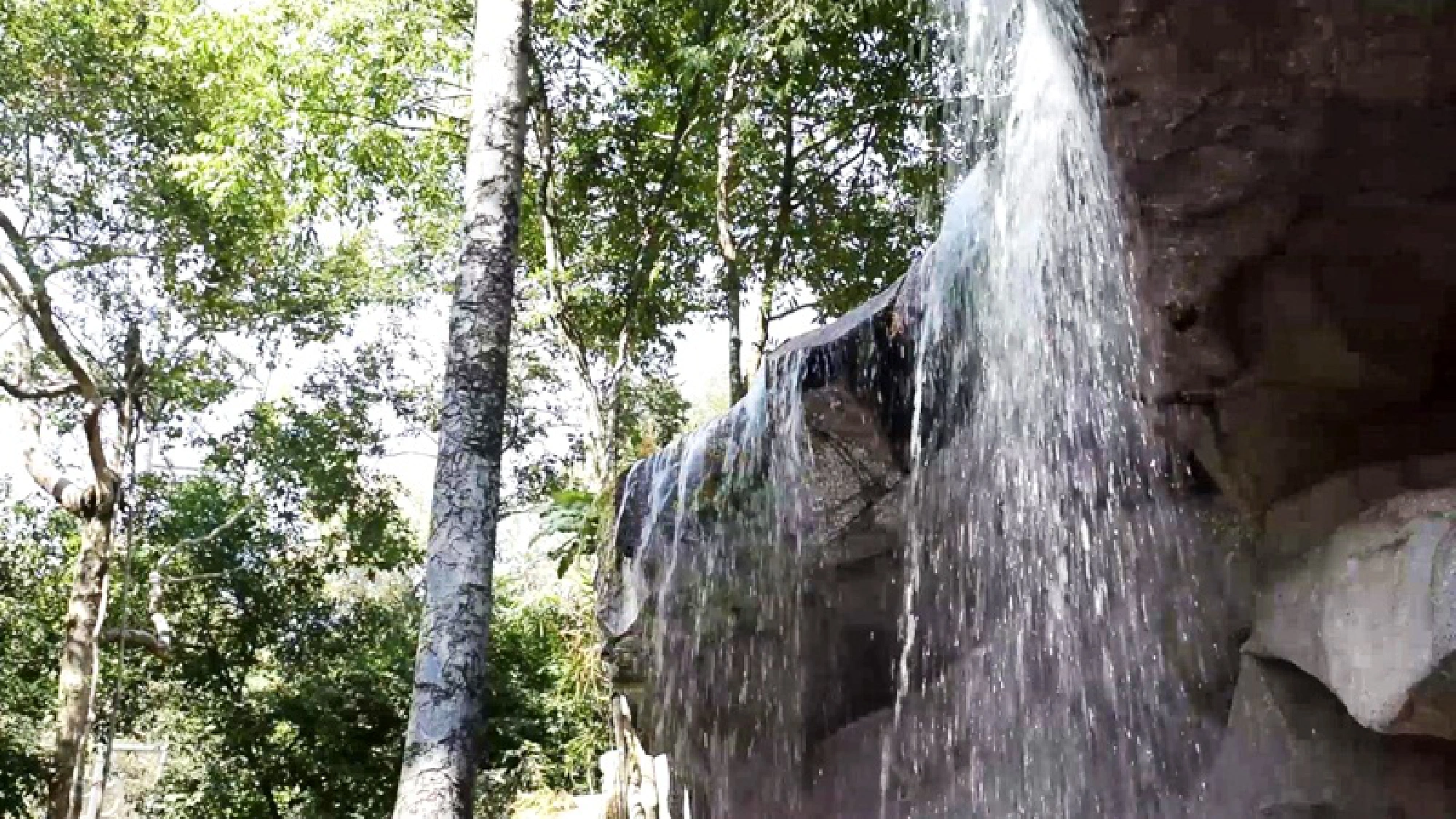 Feathered creatures great and small