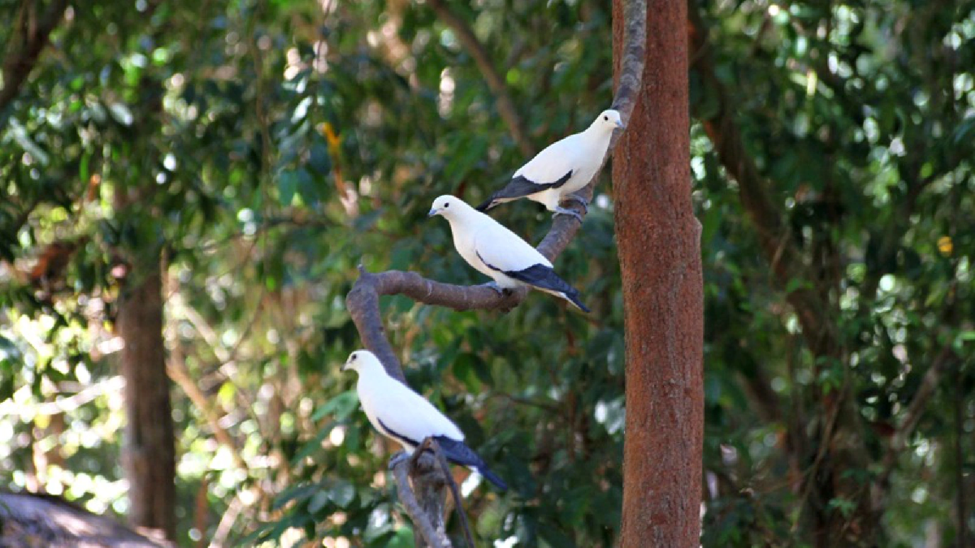 Feathered creatures great and small