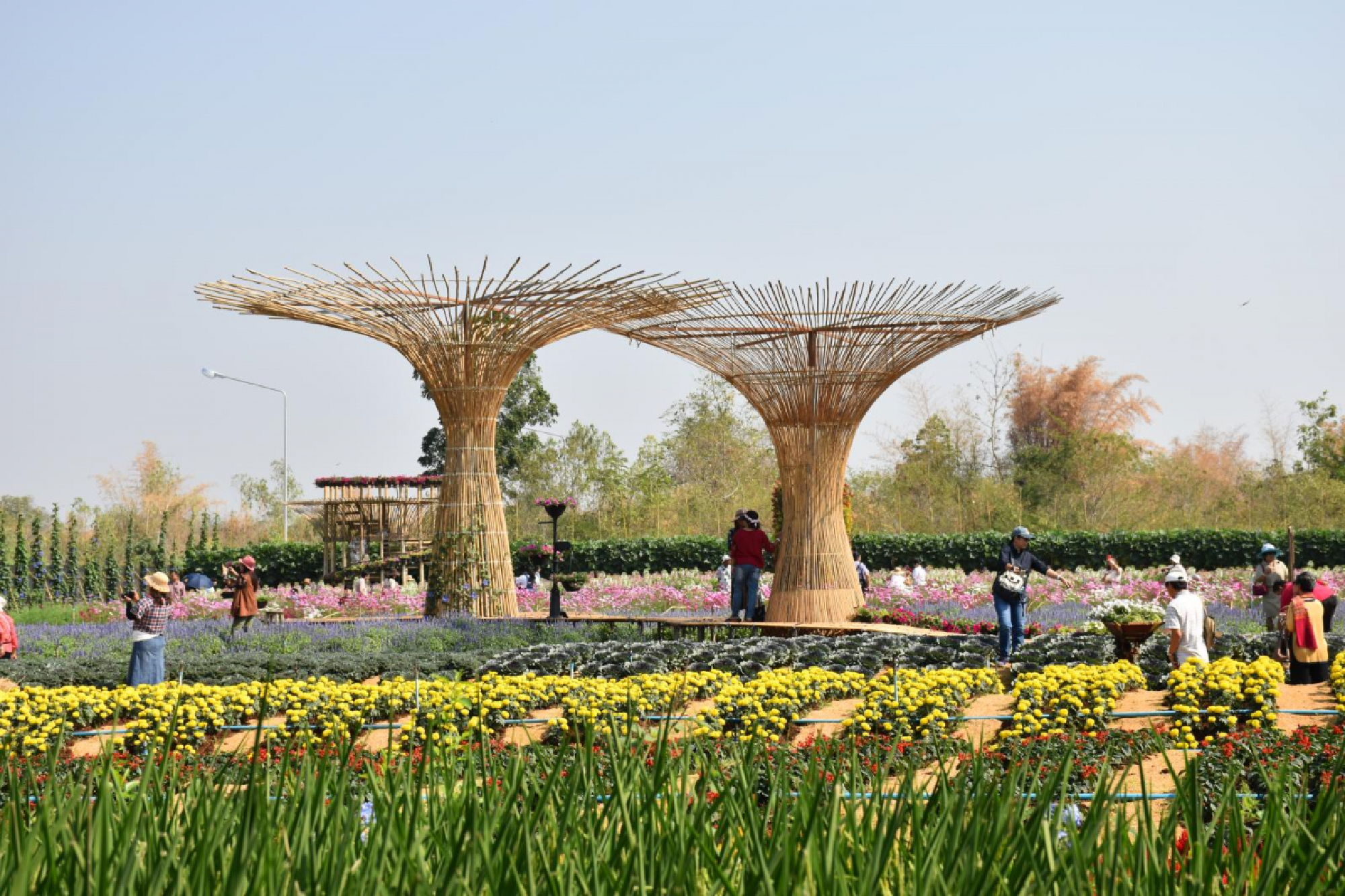 Dining out on longans