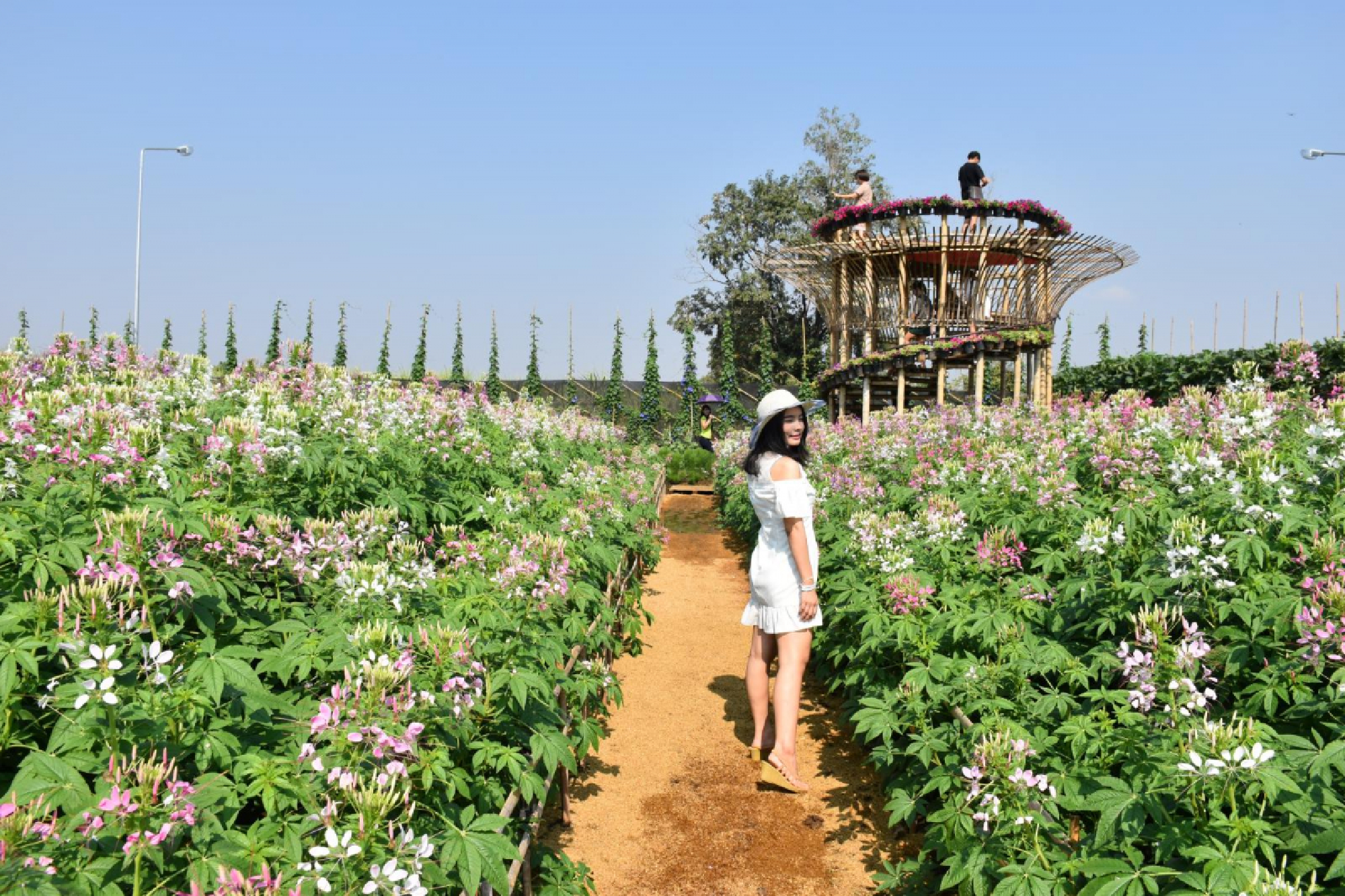 Dining out on longans