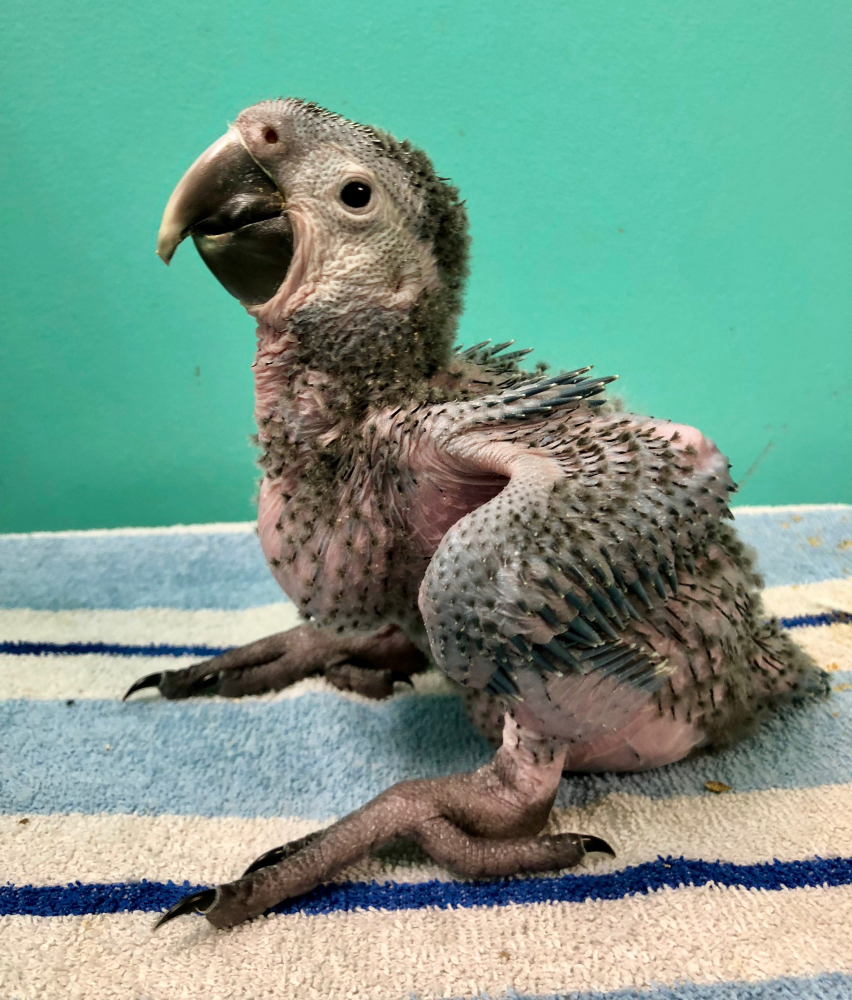 Kuzie at four weeks old. MUST CREDIT: TC Feathers Aviary Photo by: TC Feathers Aviary — The Washington Post Location: Chantilly United States