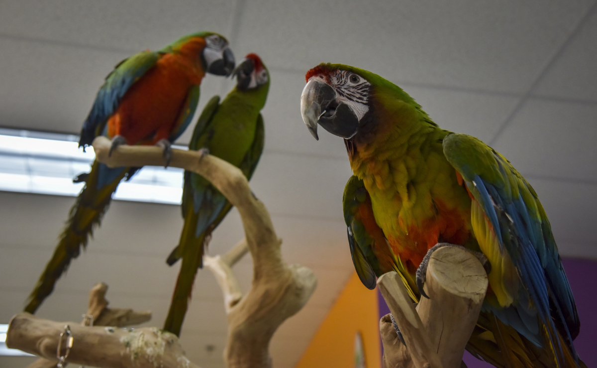 Kuzie, a hybrid, with his parents in the background, at TC Feathers Aviary on Jan. 2, 2020. MUST CREDIT: Washington Post photo by Jahi Chikwendiu
