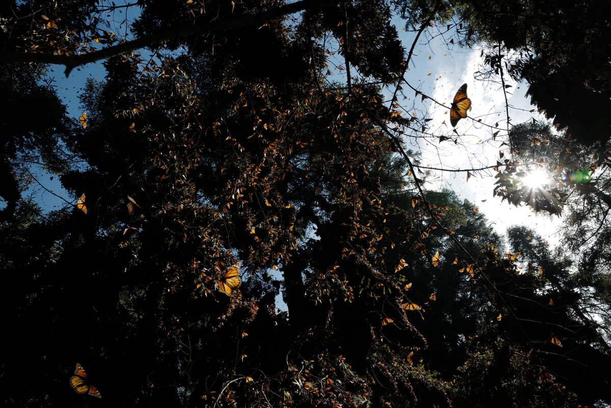 Monarch butterflies fill the trees. MUST CREDIT: Washington Post photos by Kevin Sieff