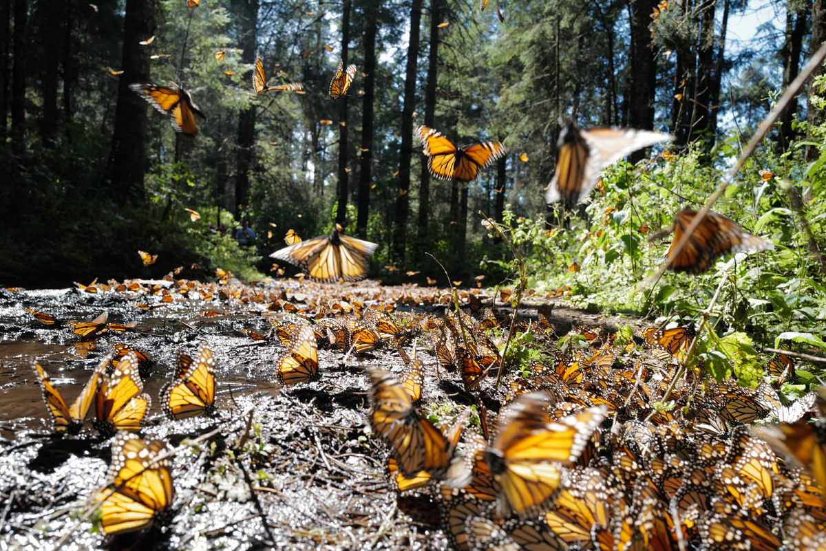 Every year, millions of monarch butterflies migrate to the same remote stretch of forest in central Mexico, an event scientists have long considered a great wonder of the insect world. Now the migration - and the species - is under threat from climate change. MUST CREDIT: Washington Post 
