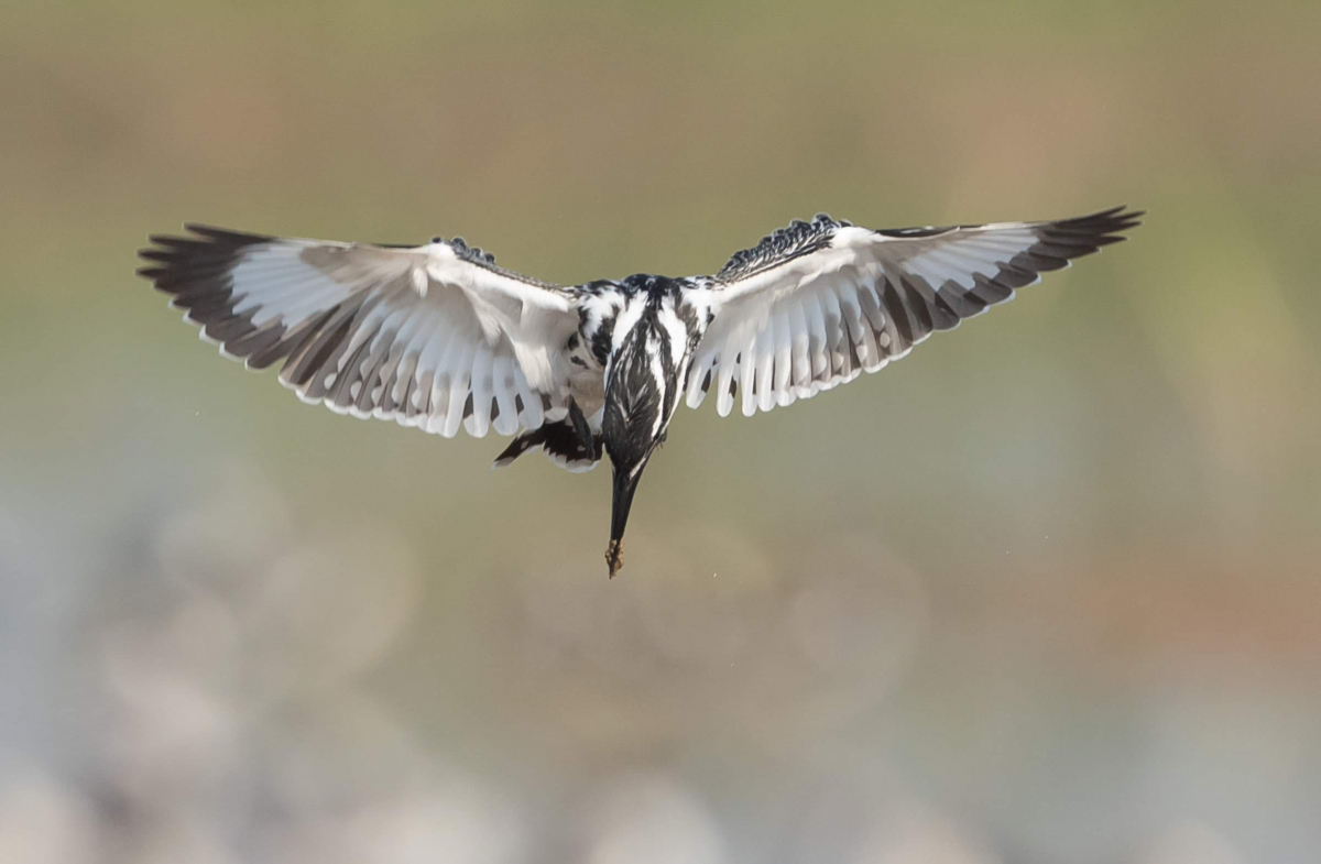 Pied Kingfisher