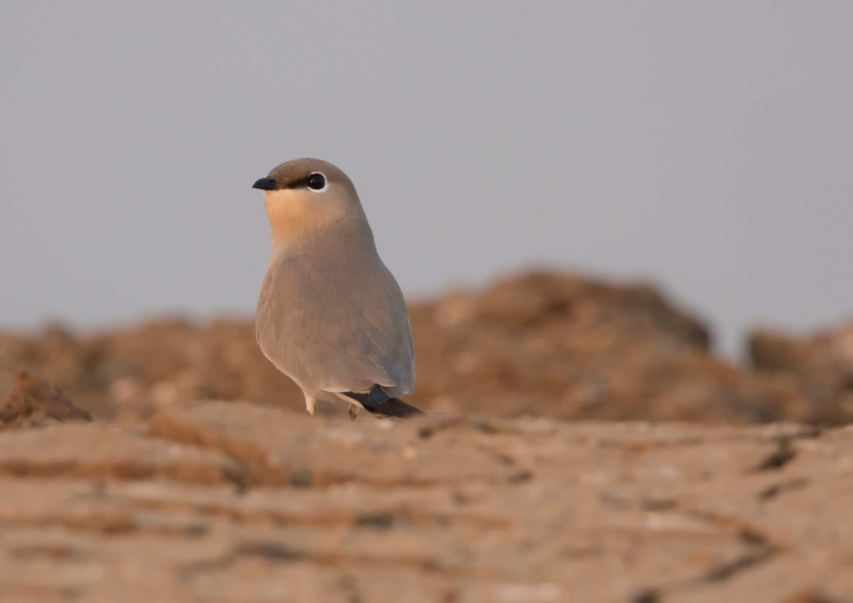  Small Pratincole