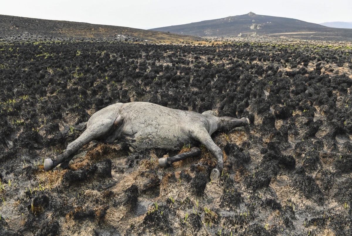 The carcass of a wild horse lies on burned grassland last week in New South Wales. MUST CREDIT: Washington Post photo by Ricky Carioti