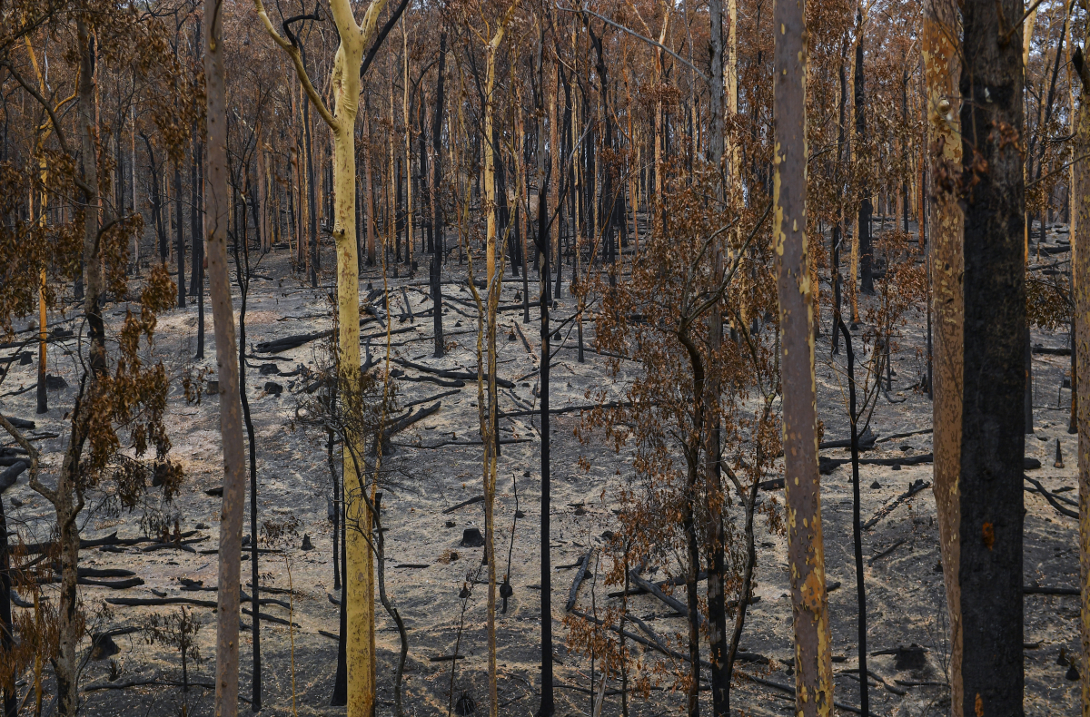 Ash and scorched trees in a forest New South Wales. MUST CREDIT: Washington Post photo by Ricky Carioti