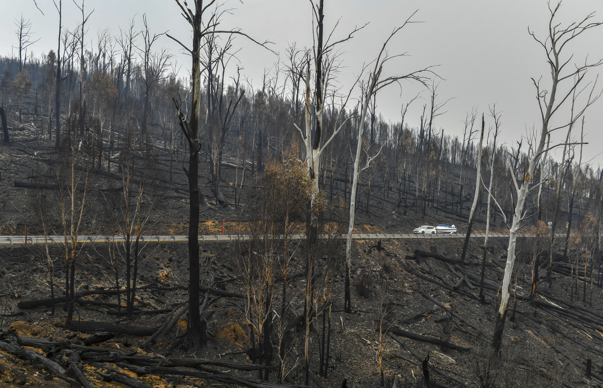 A traveler pulls a boat through scorched forest last month in New South Wales. MUST CREDIT: Washington Post photo by Ricky Carioti
