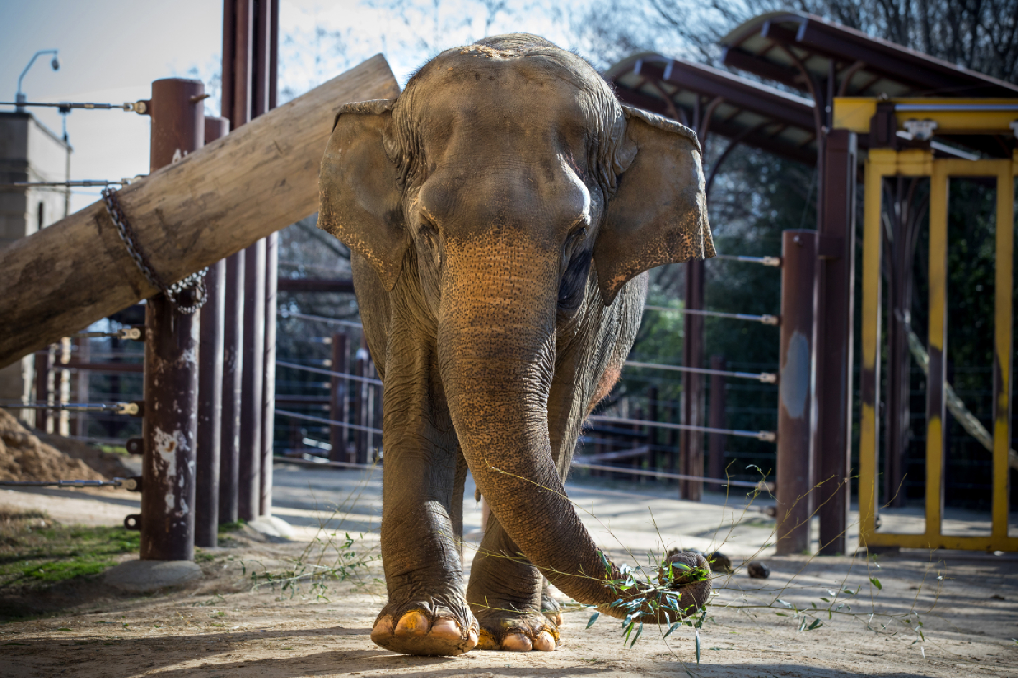 Ambika is pictured in the elephant enclosure at the National Zoo. MUST CREDIT: Photo for The Washington Post by Evelyn Hockstein