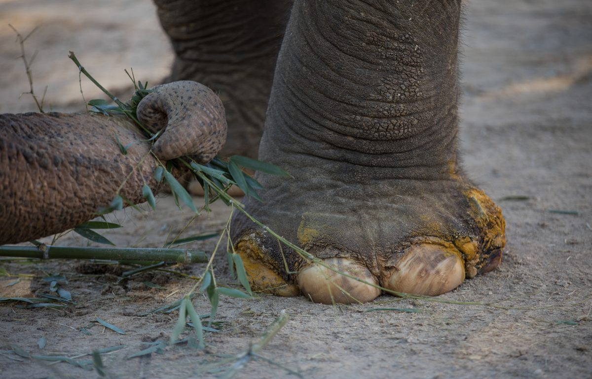 A turmeric poultice has been placed on Ambika's feet at the National Zoo. MUST CREDIT: Photo for The Washington Post by Evelyn Hockstein