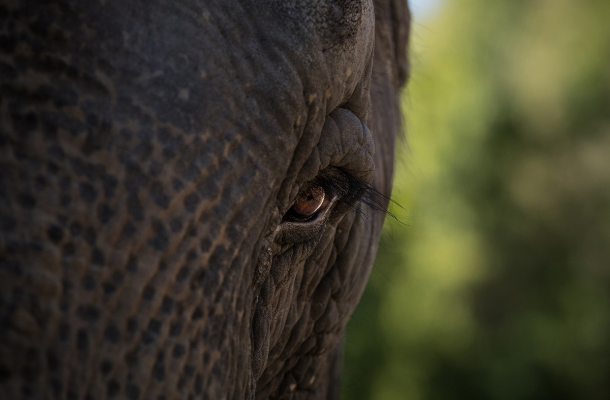 Ambika looks out on the grounds at the National Zoo. MUST CREDIT: Photo for The Washington Post by Evelyn Hockstein
