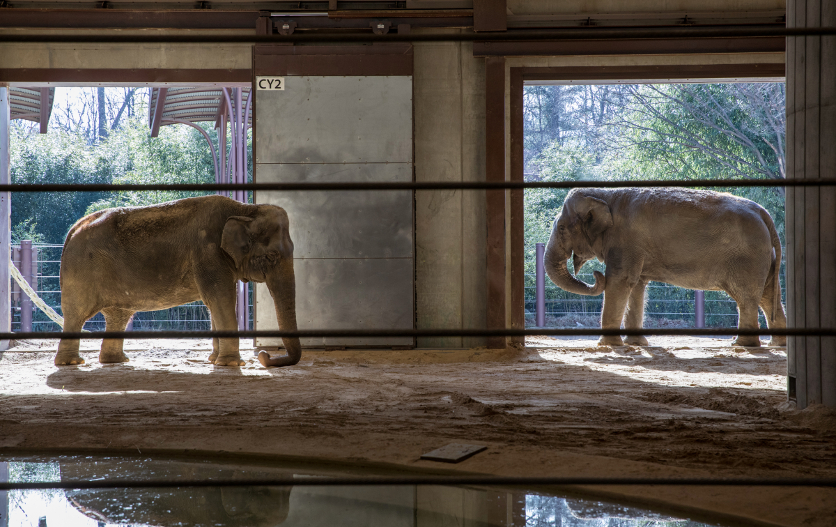 Ambika, left, and Shanti, in the elephant compound. MUST CREDIT: Photo for The Washington Post by Evelyn Hockstein