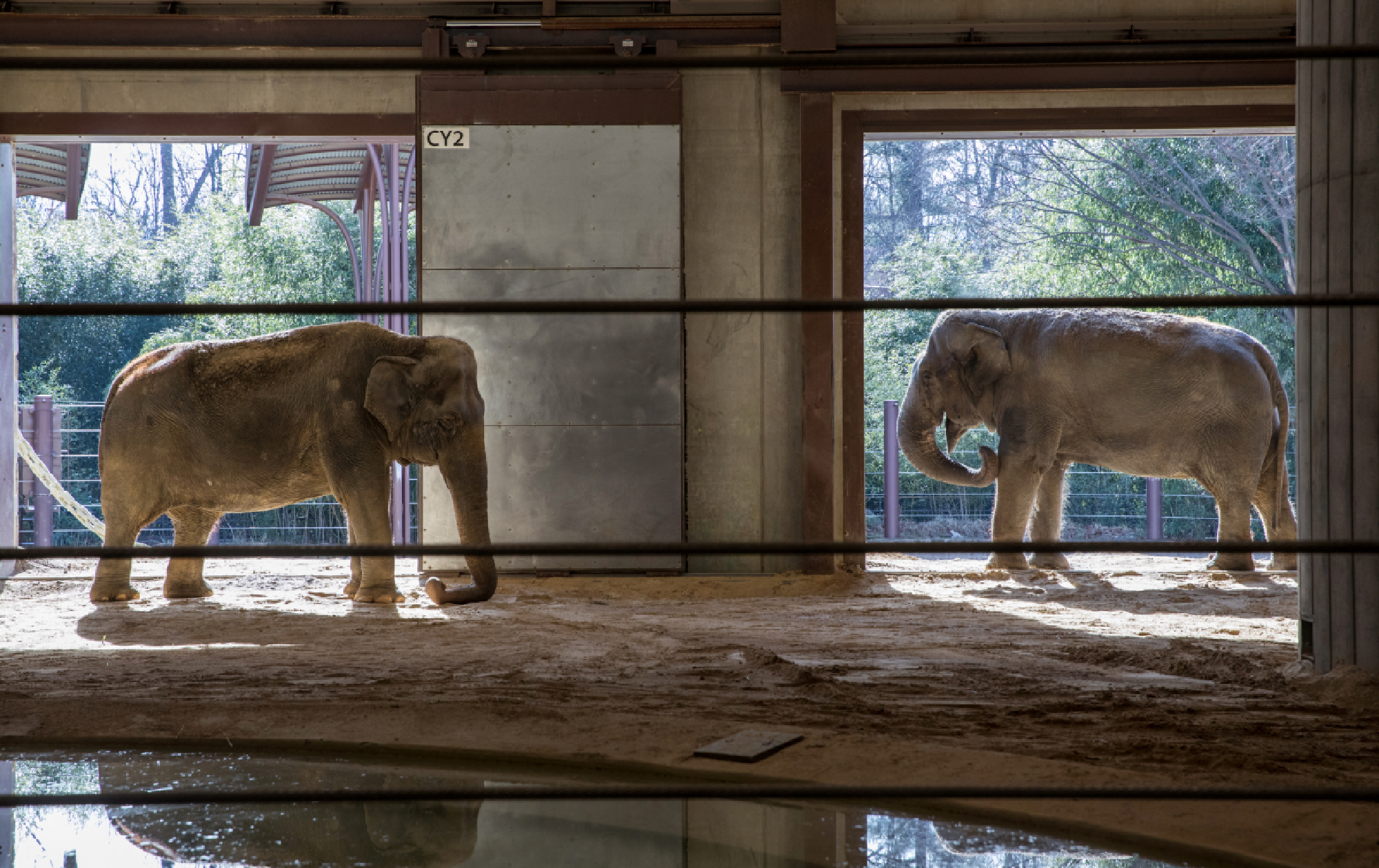 Ambika, left, and Shanti, in the elephant compound. MUST CREDIT: Photo for The Washington Post by Evelyn Hockstein
