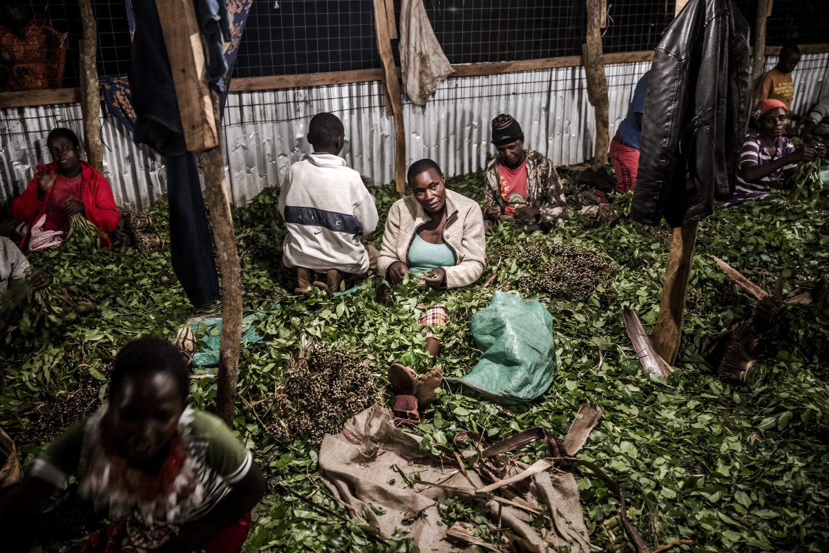 Workers bundle miraa for distribution in a storehouse near Maua. MUST CREDIT: Photo for The Washington Post by Luis Tato