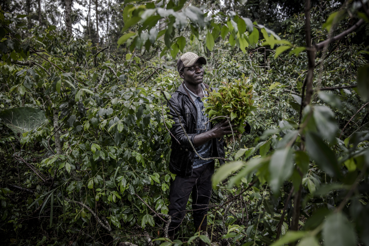 A picker works under the rain picking miraa from a farm located near Maua, Kenya in November 2019. MUST CREDIT: Photo for The Washington Post by Luis Tato