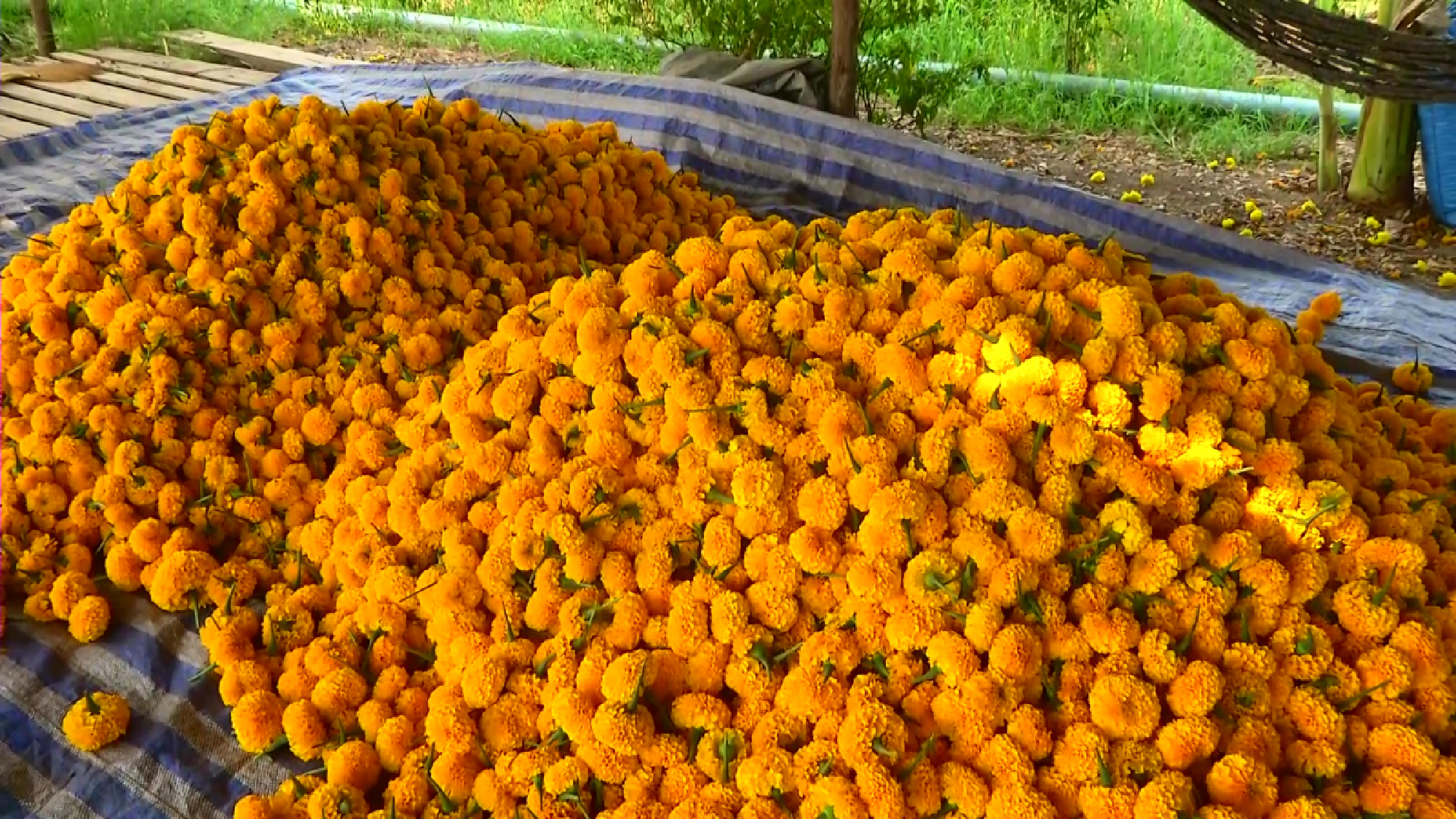 Marigold lights up lives of drought-hit farmers in Phichit