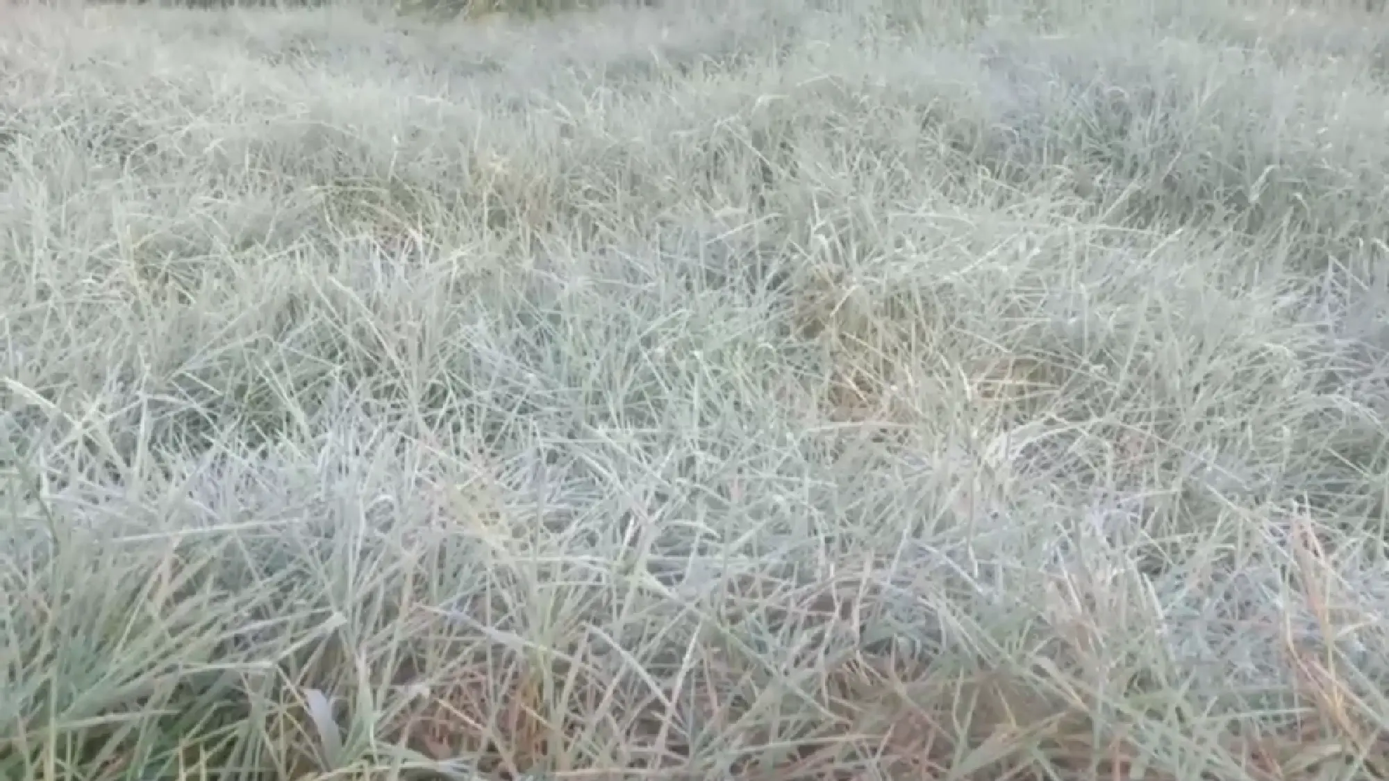 Second hoar frost delights tourists at Ban Mai Rong Kla