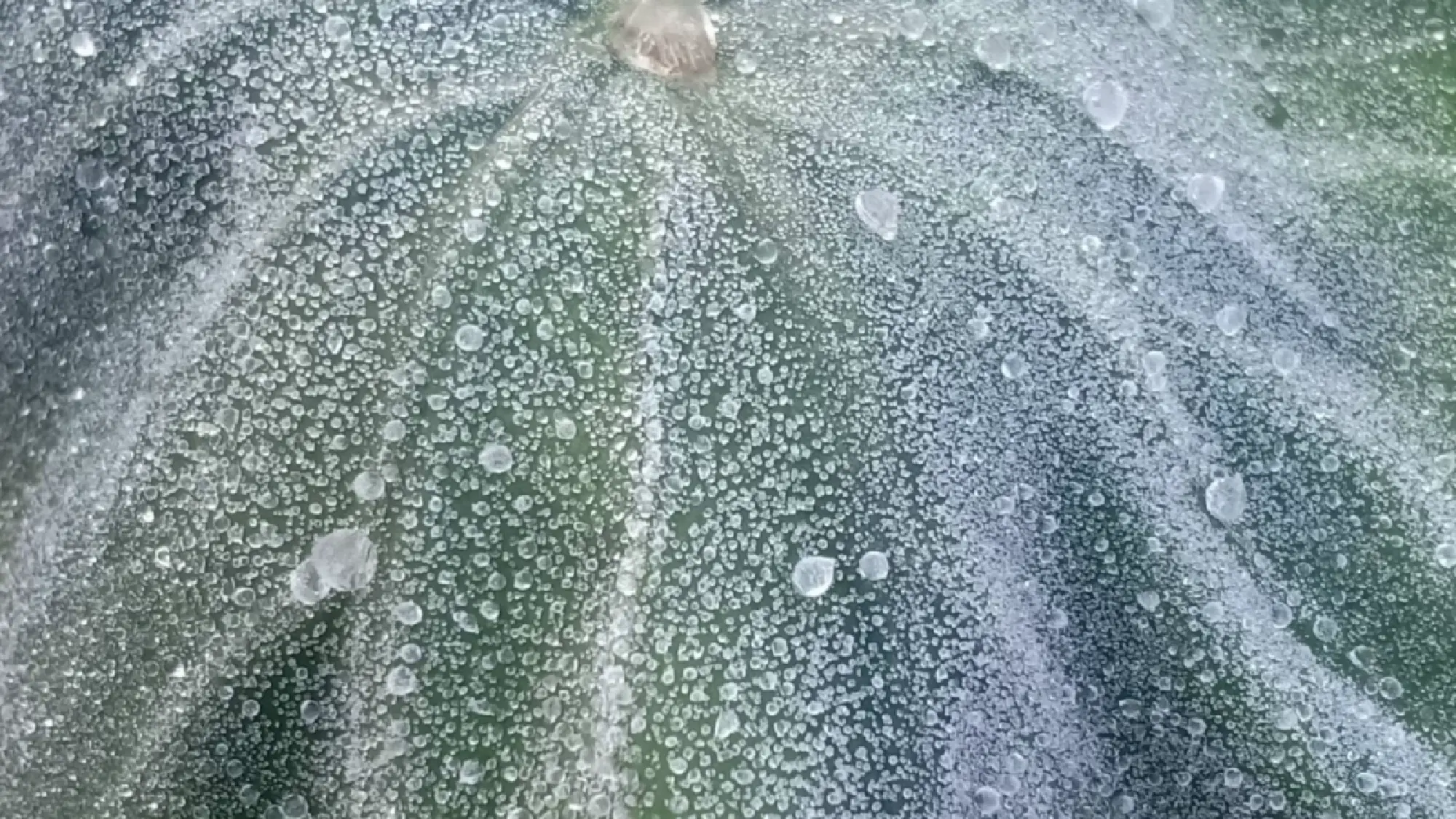 Second hoar frost delights tourists at Ban Mai Rong Kla