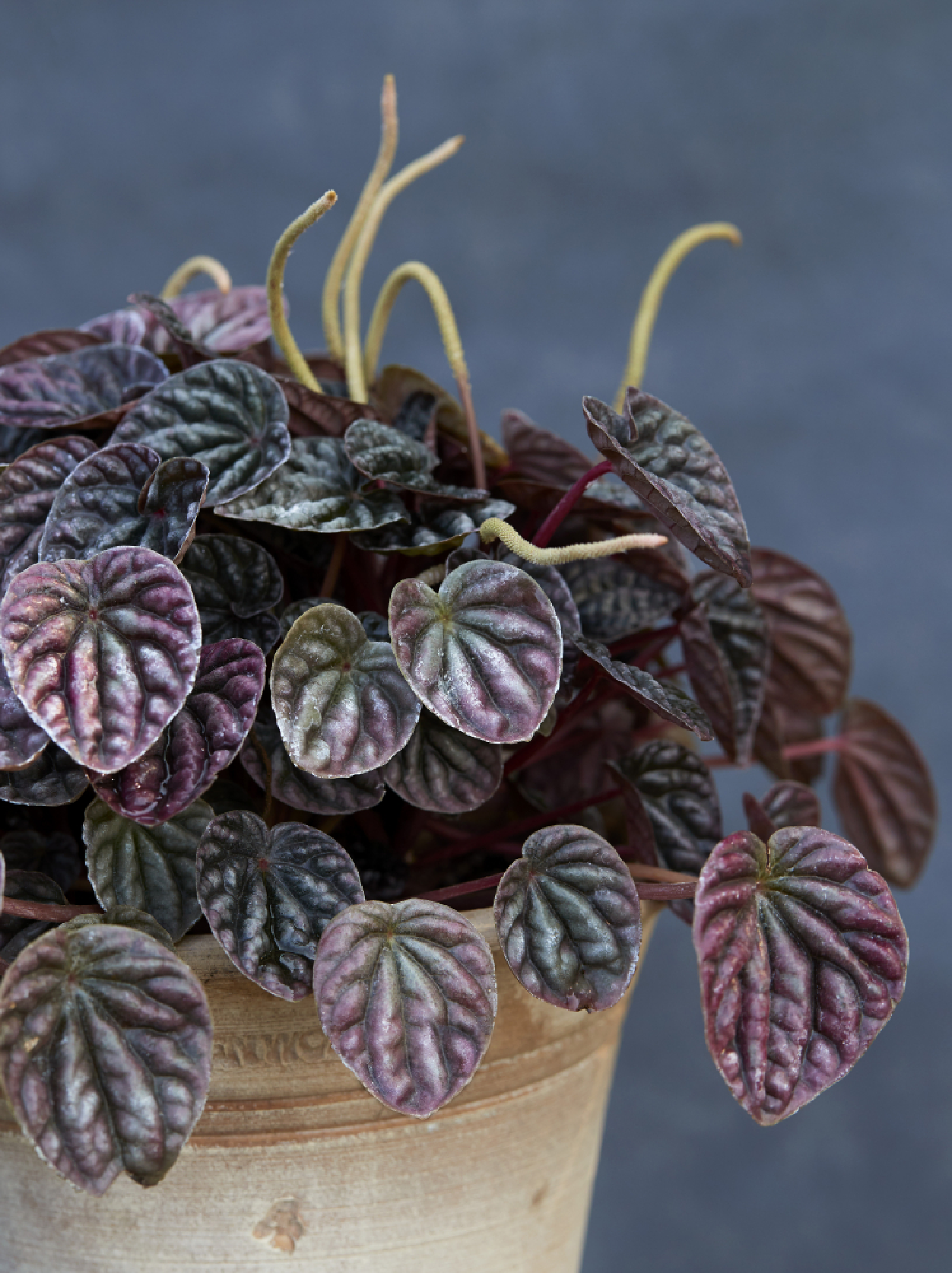 Peperomia caperata. MUST CREDIT: Noe DeWitt/Martha Stewart Living