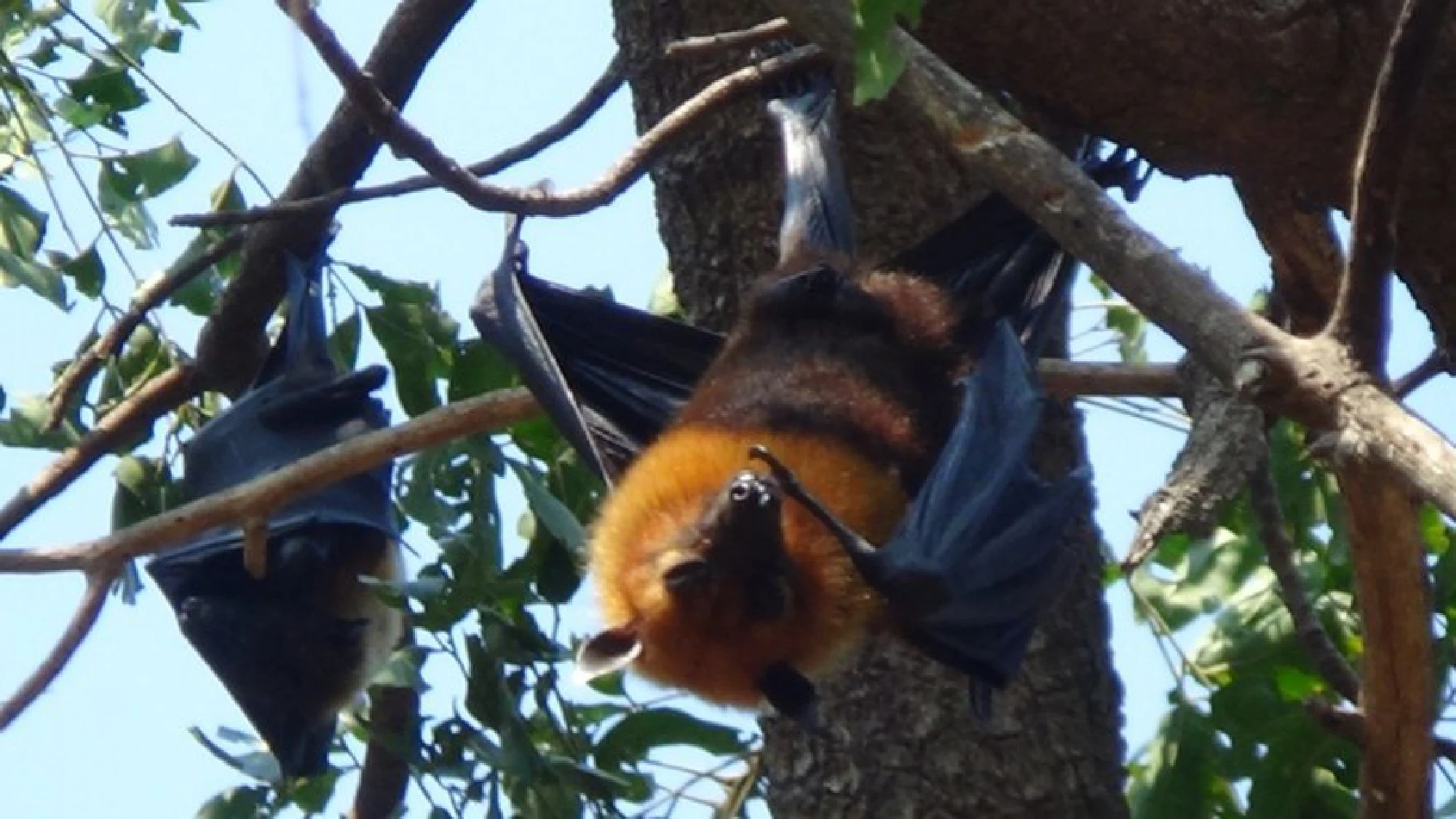 Finding source of new coronavirus critical to control situation, say medical experts