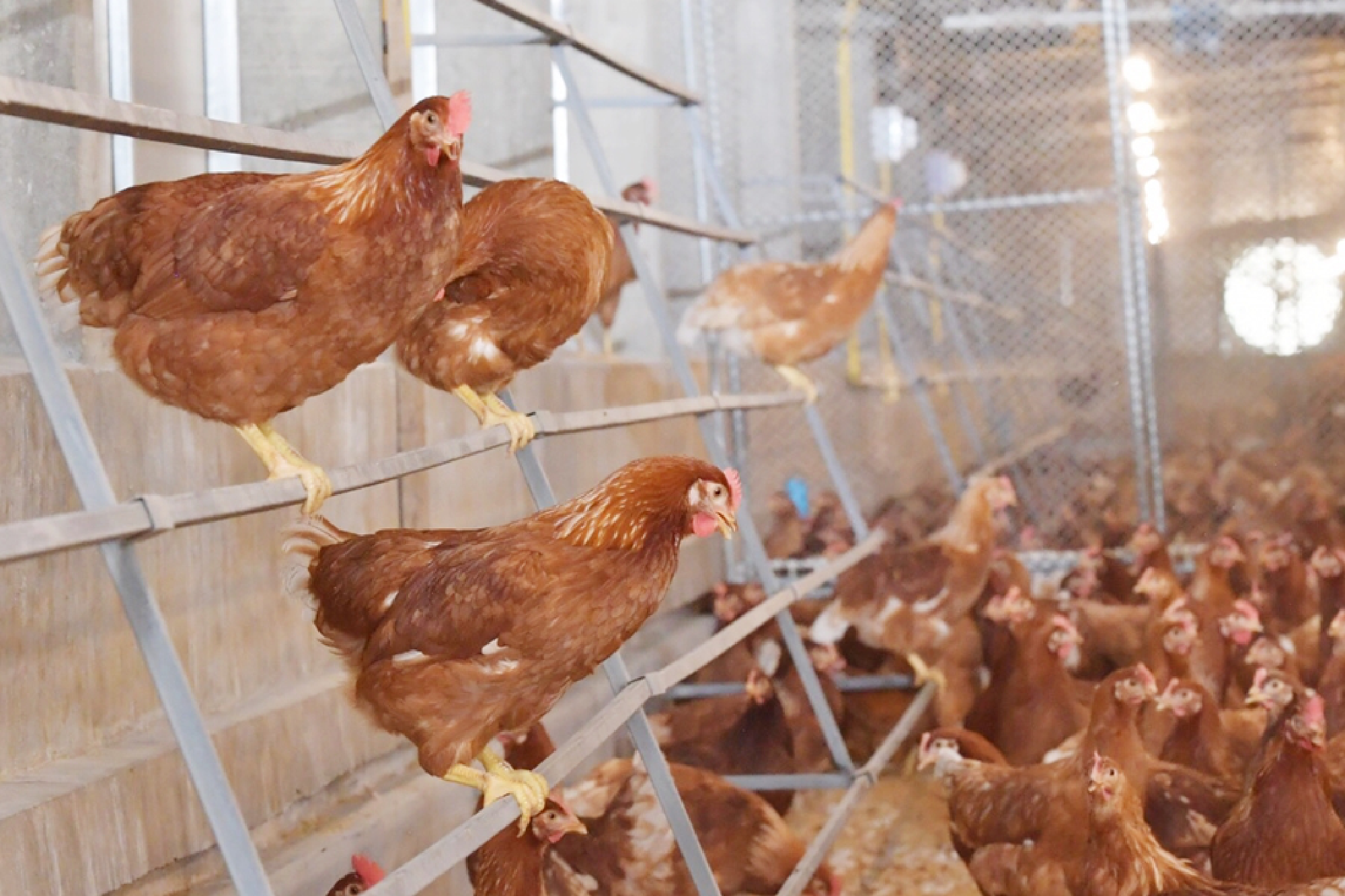 CPF prioritises animal welfare for safe and sustainable food production