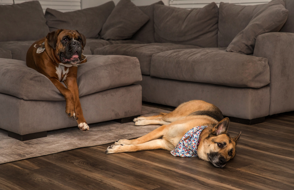 Amino, left, and Lola relax at home in Gaithersburg, Md., on Jan. 30, 2020. MUST CREDIT: Photo for The Washington Post by Evelyn Hockstein