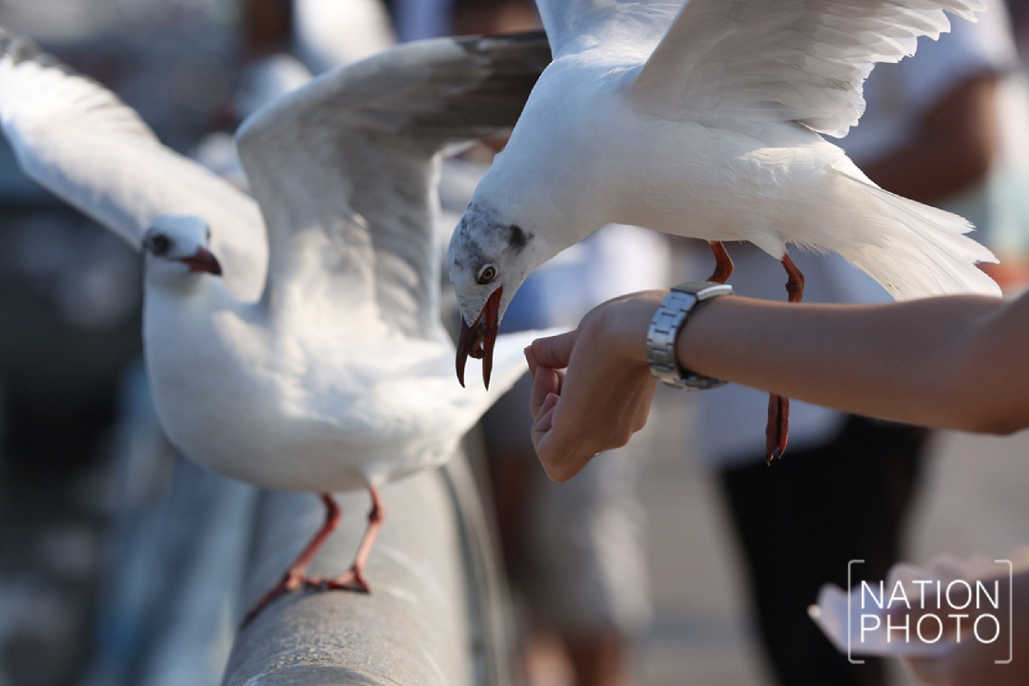 The enduring allure of Bang Pu