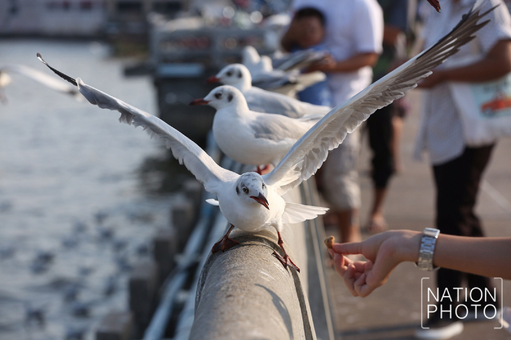 The enduring allure of Bang Pu