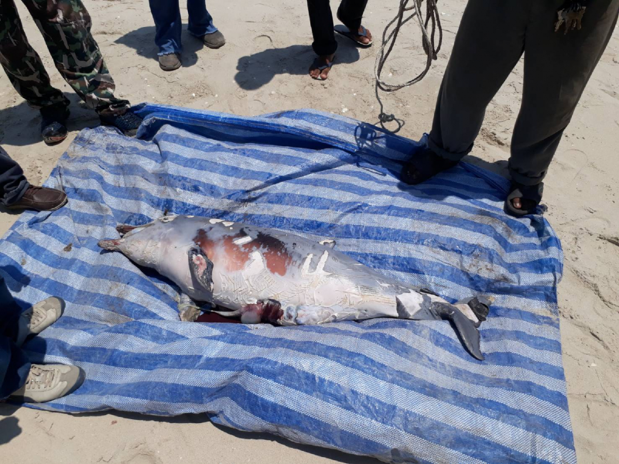 Oil stains, dead humpback dolphin found on Nakhon Si Thammarat beaches
